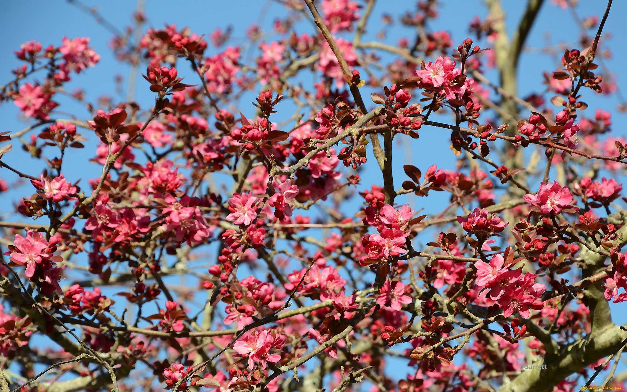 цветы, айва