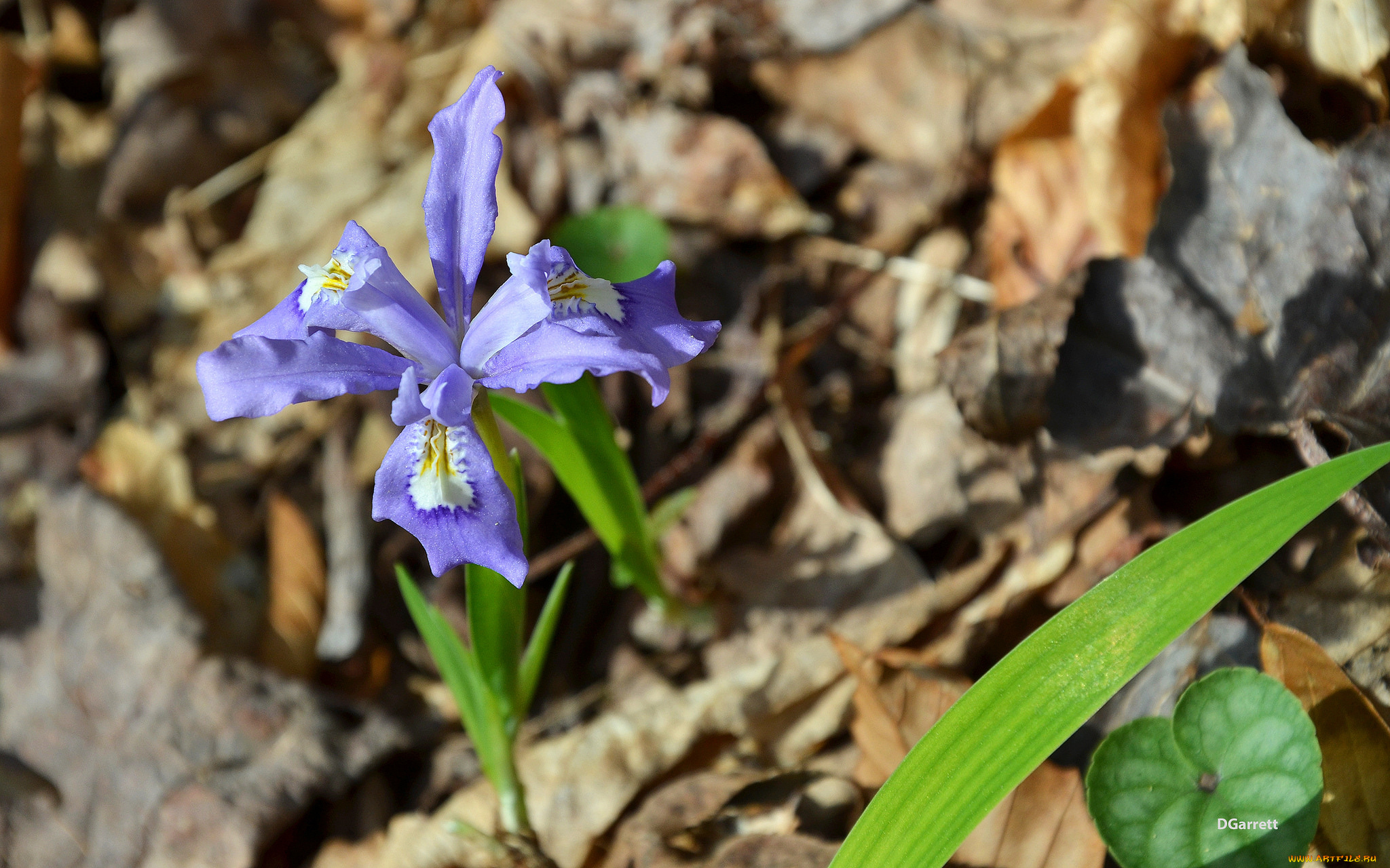 цветы, ирисы, весна