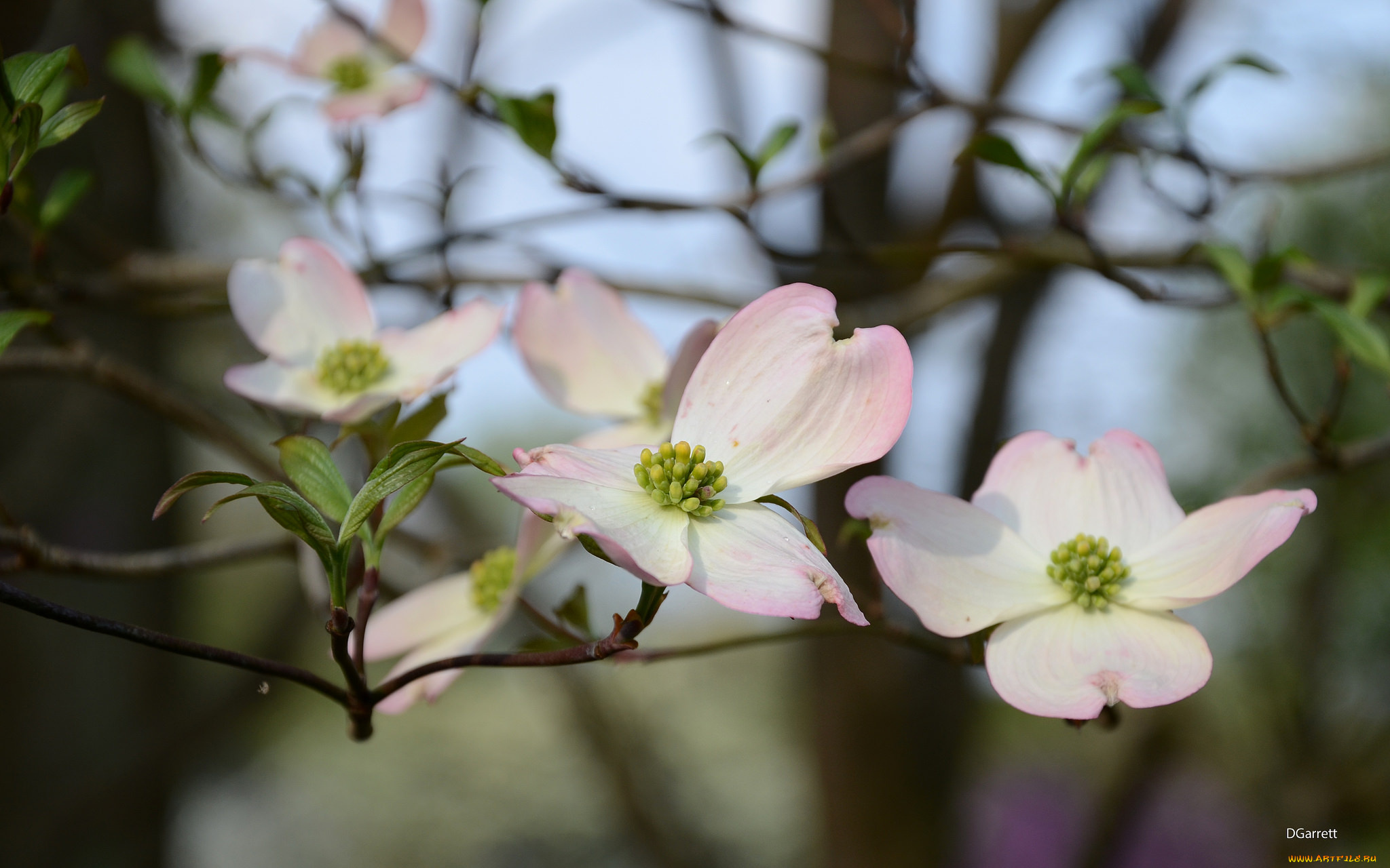 цветы, кизил