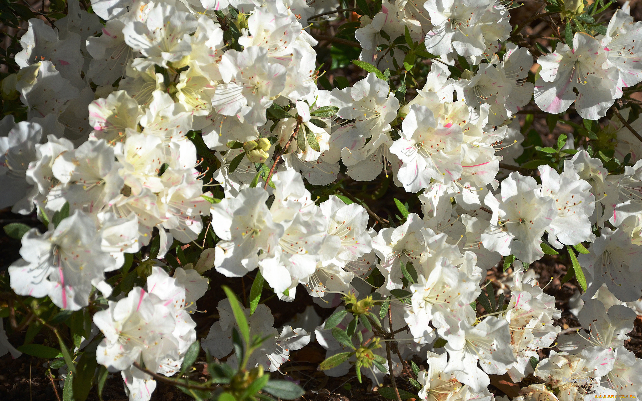 цветы, рододендроны, , азалии