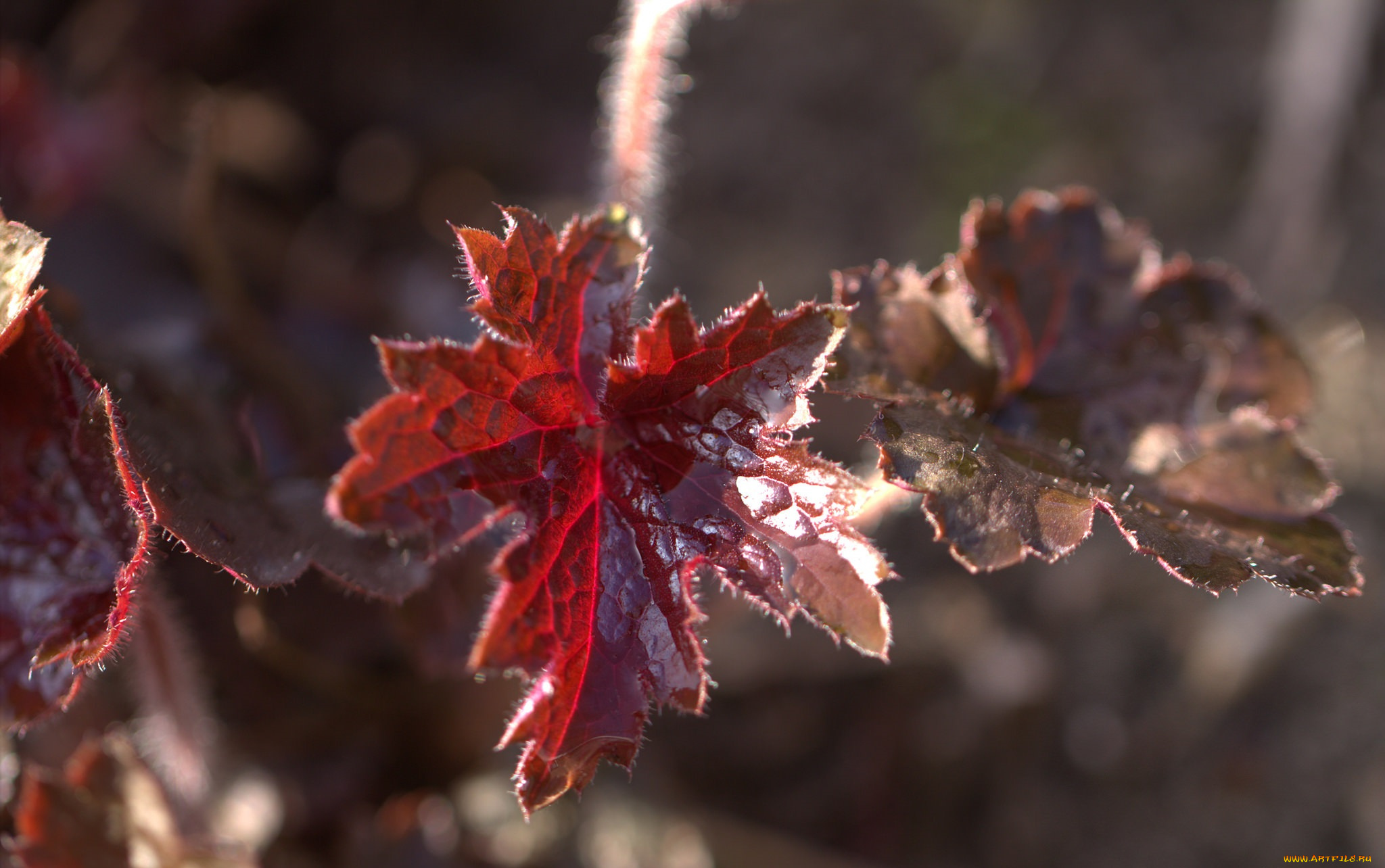 природа, листья, листик