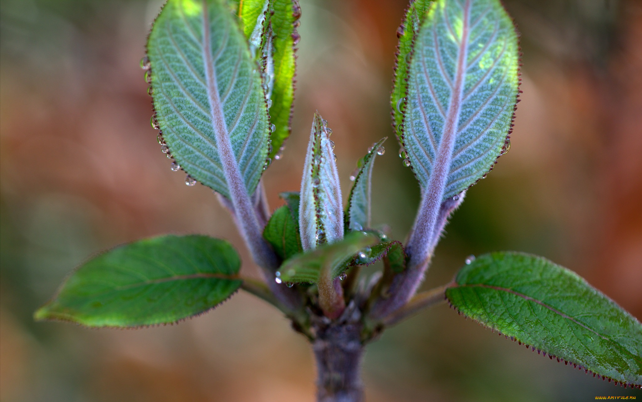 природа, листья, листики