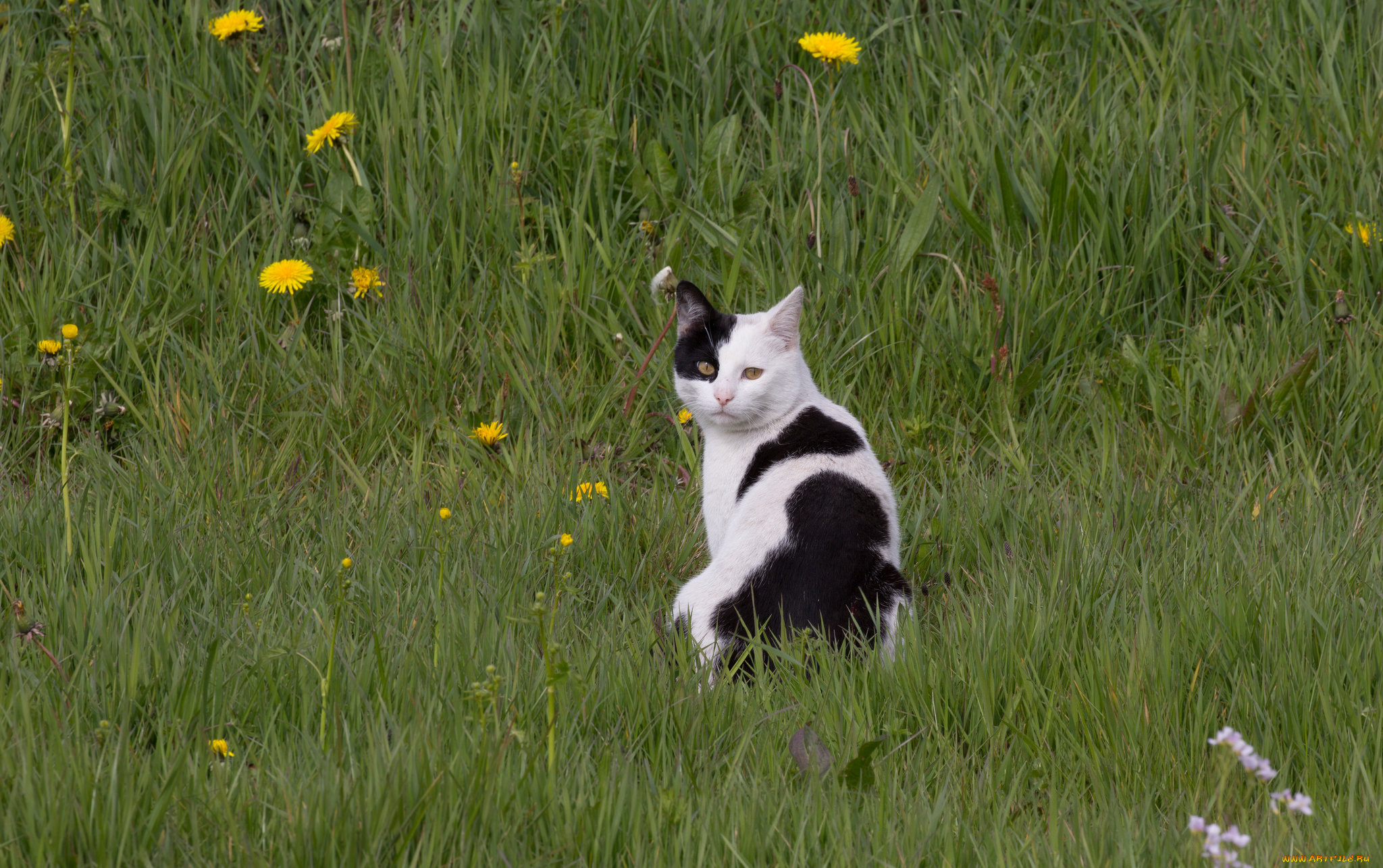 животные, коты, киса