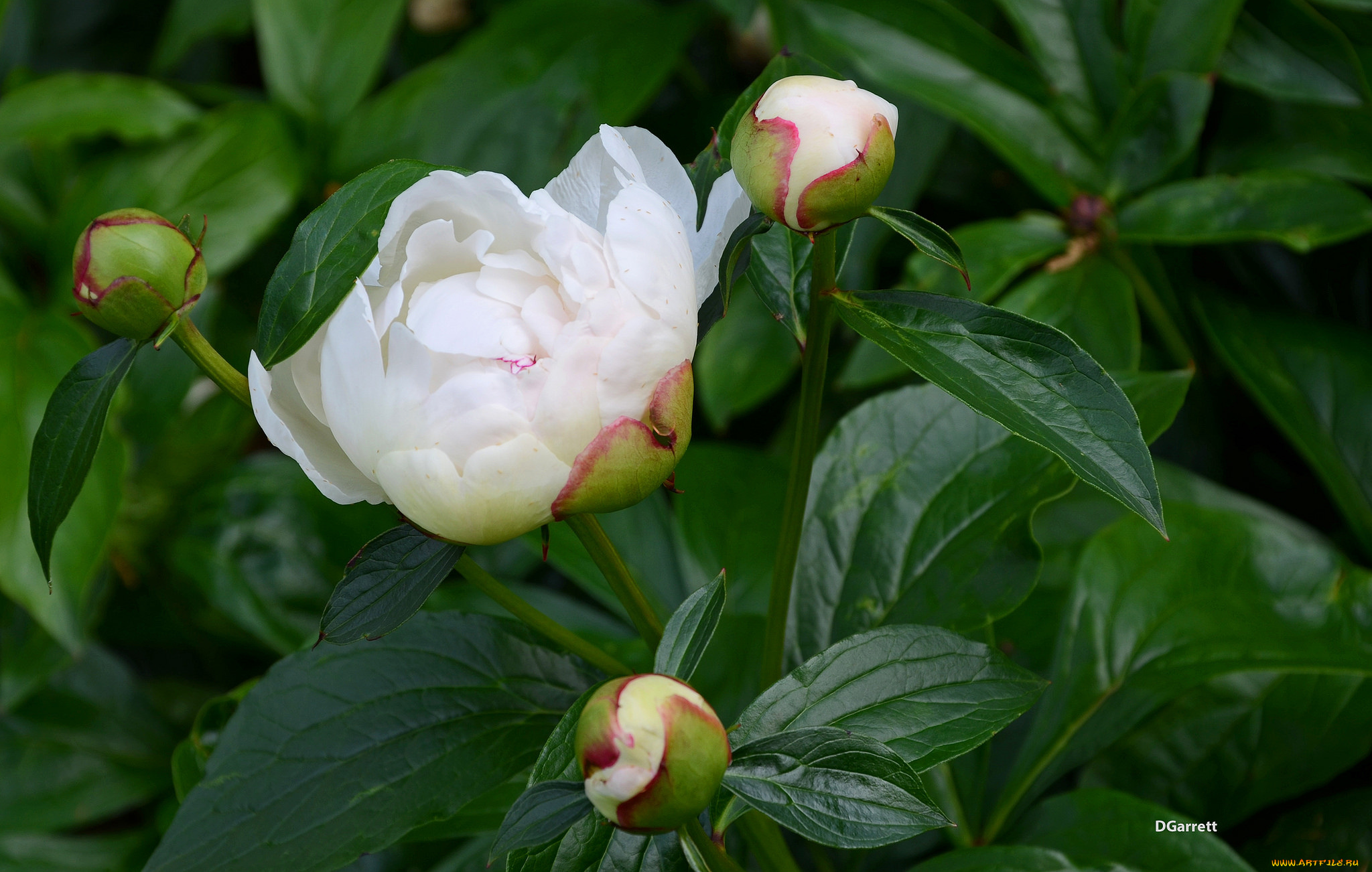 цветы, пионы, пион