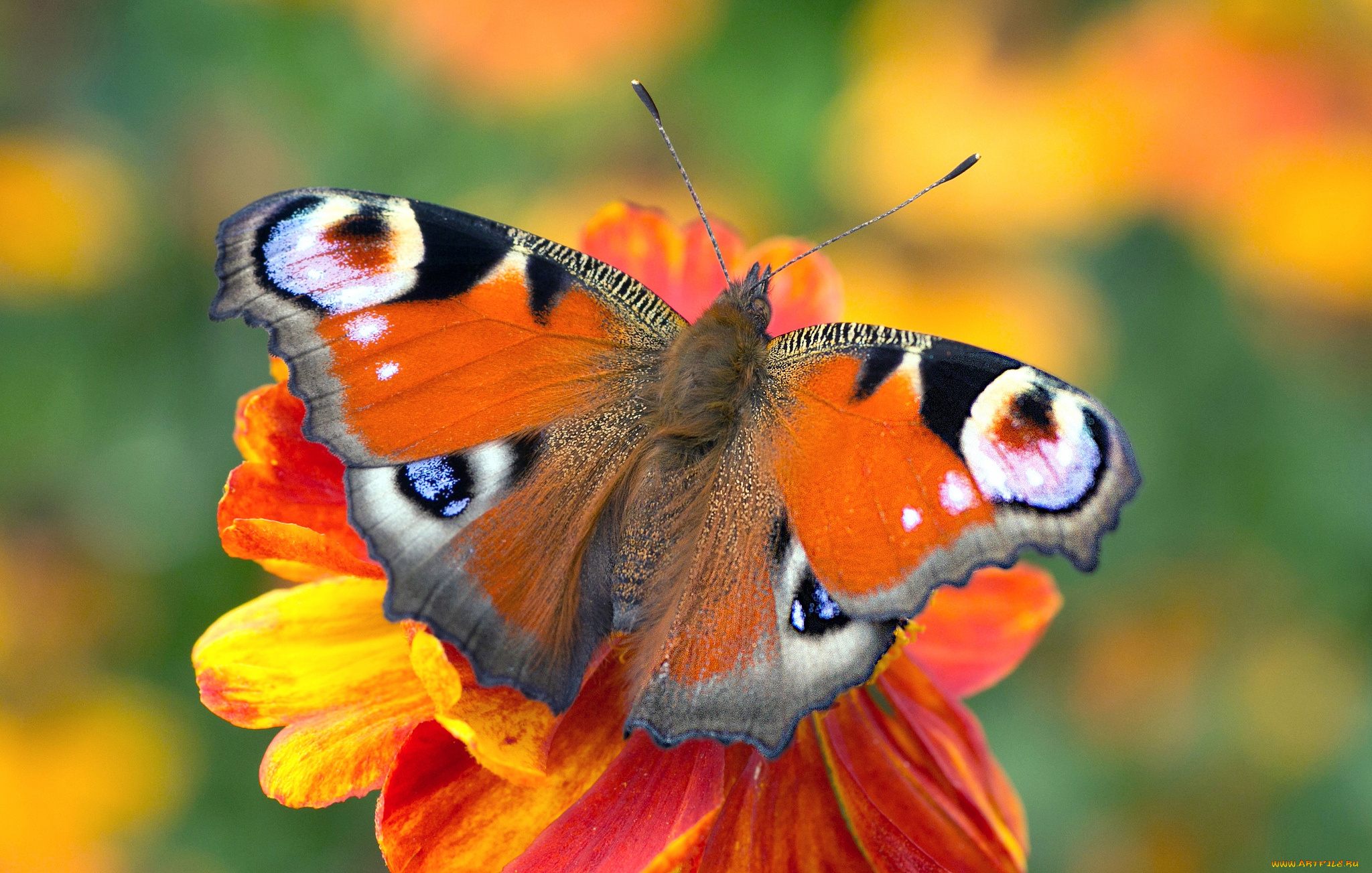 животные, бабочки, , мотыльки, , моли, бабочка