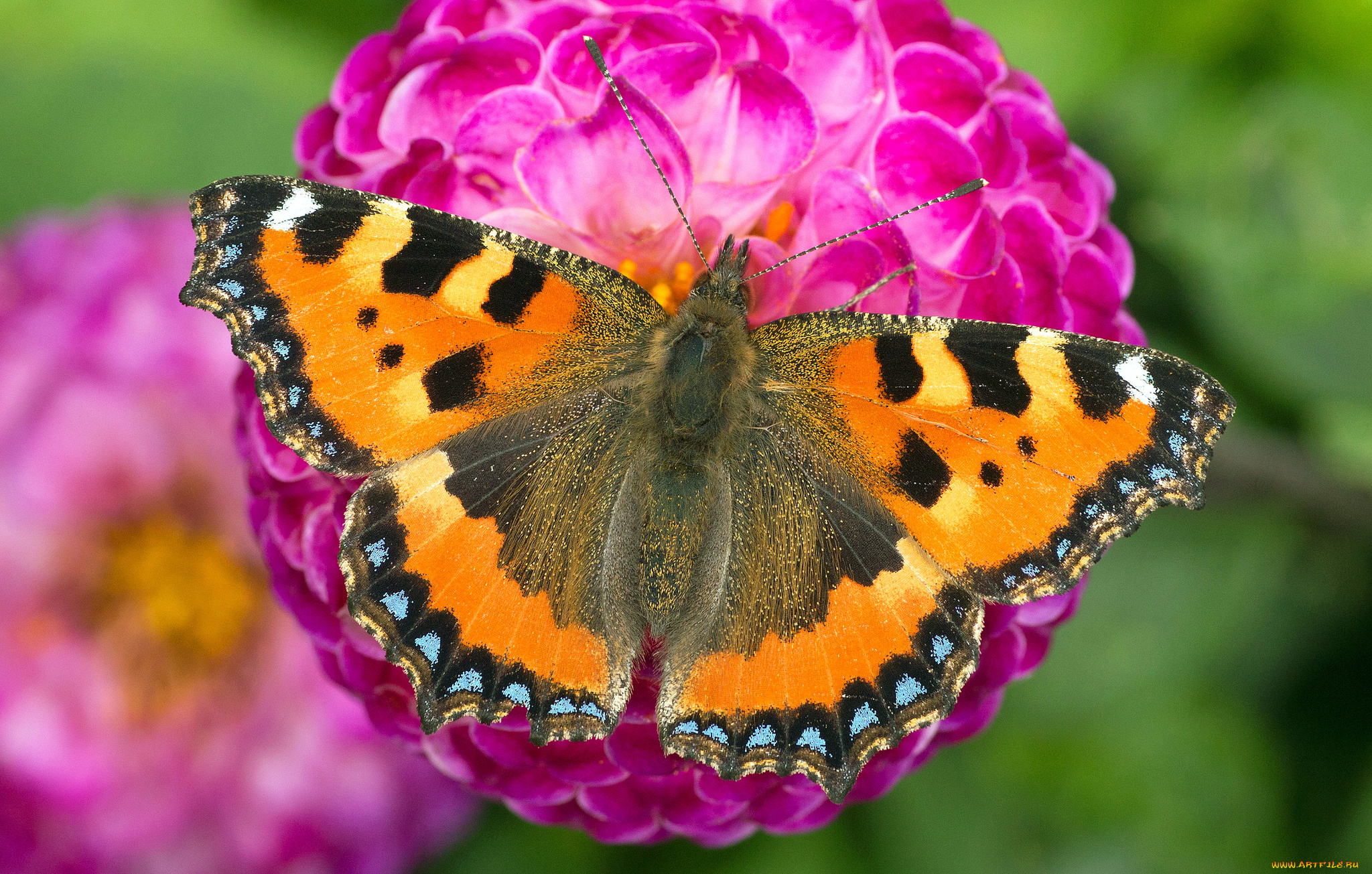 животные, бабочки, , мотыльки, , моли, бабочка