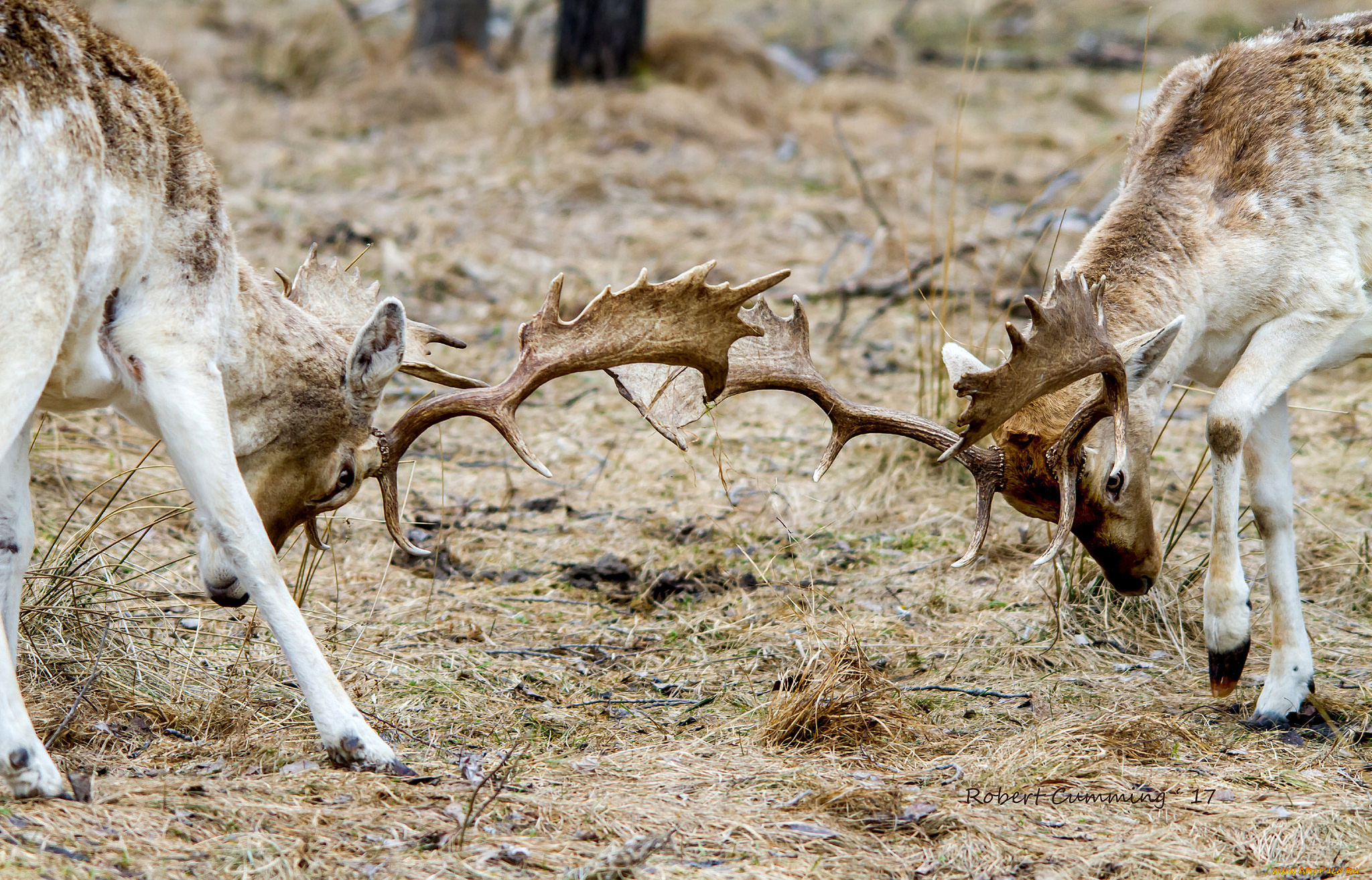 животные, олени