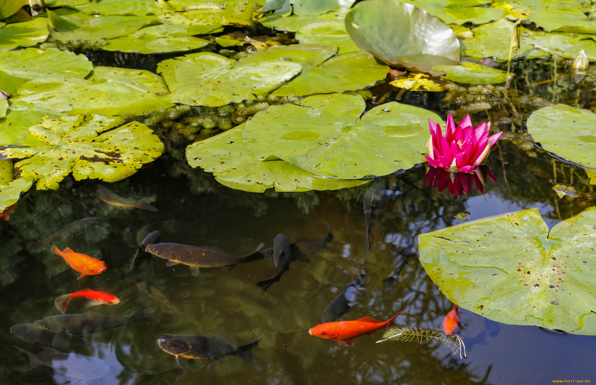 животные, рыбы, рыбки