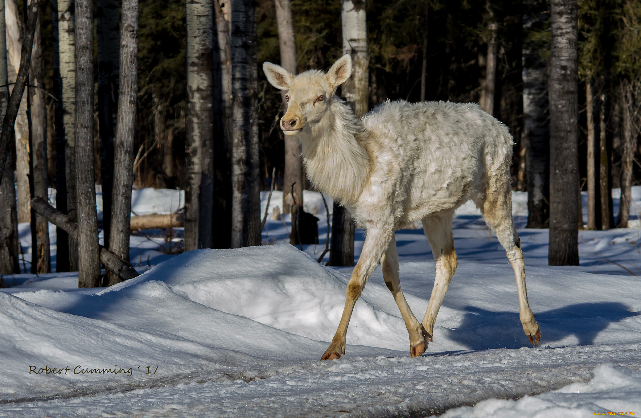 животные, олени, белый