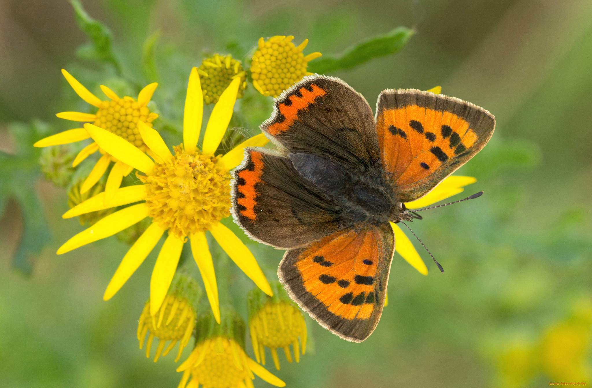 животные, бабочки, , мотыльки, , моли, бабочка