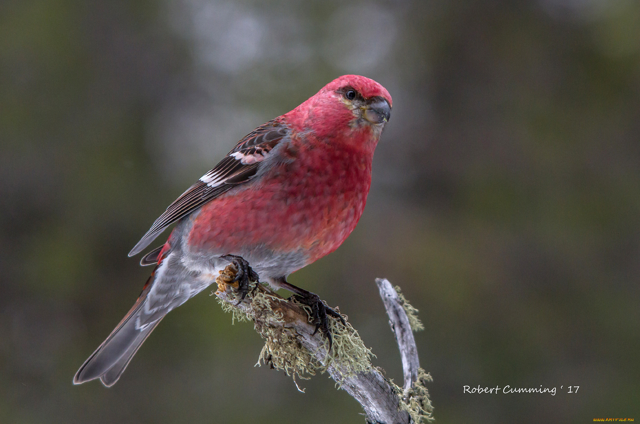 животные, птицы, птица