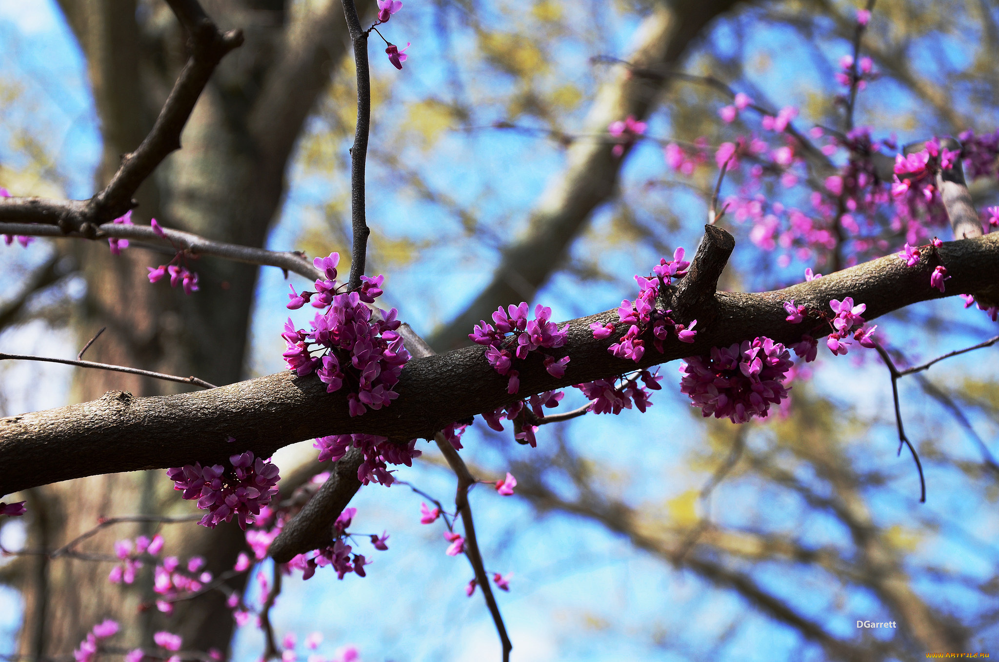 цветы, цветущие, деревья, , , кустарники, ветка
