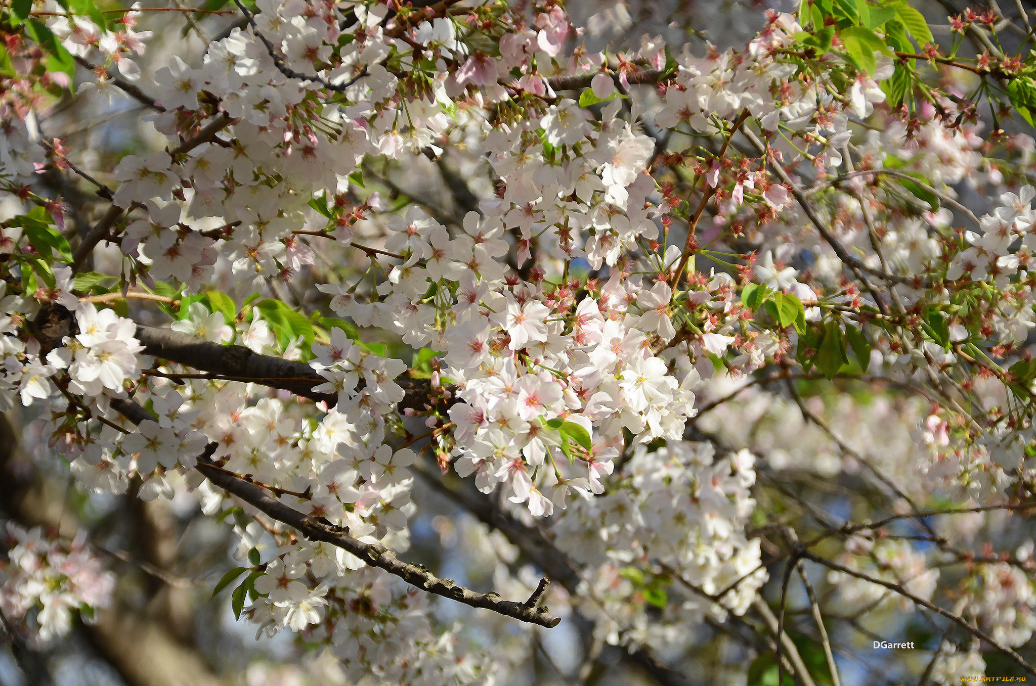 цветы, цветущие, деревья, , , кустарники, весна
