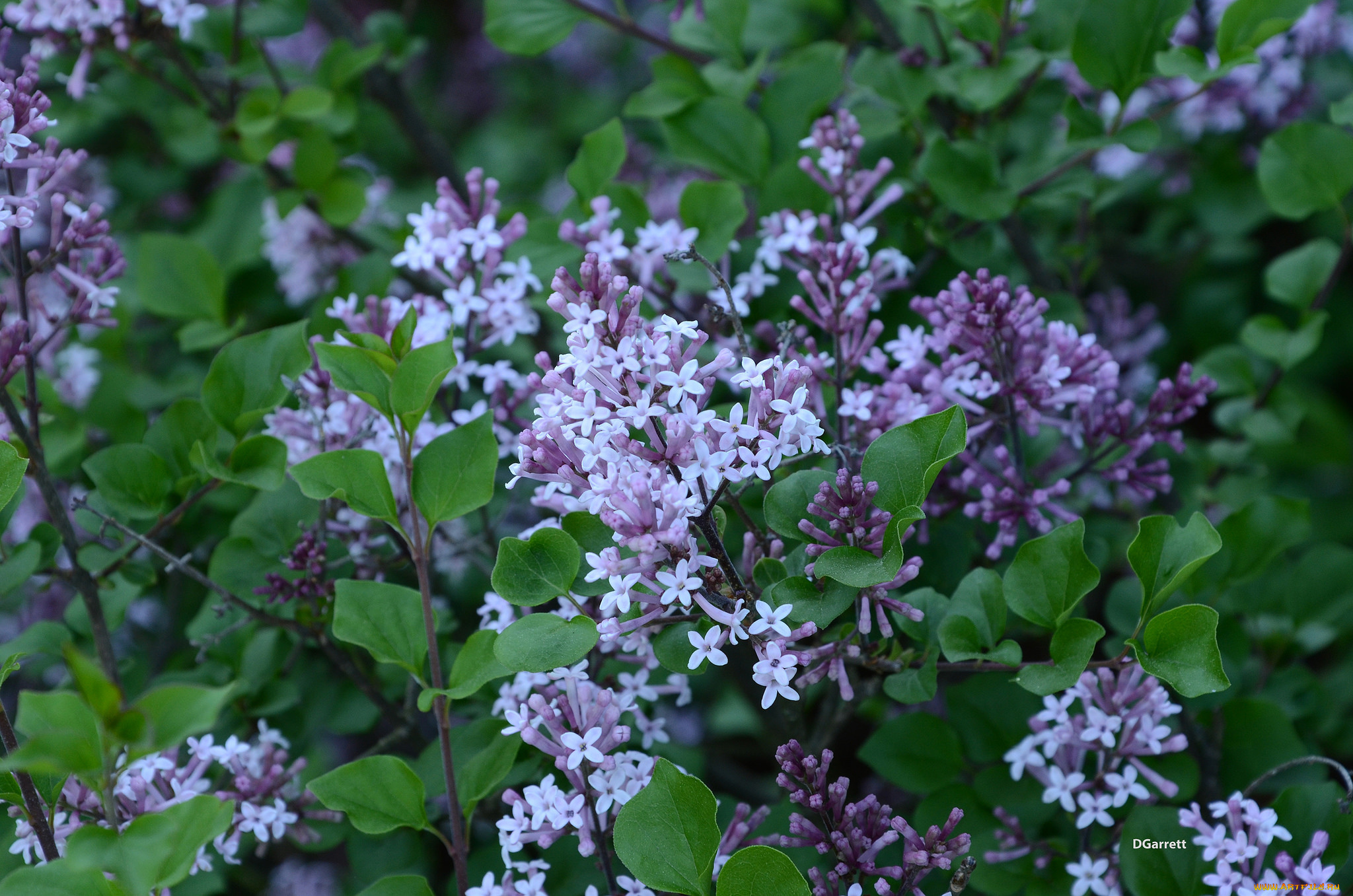 цветы, сирень