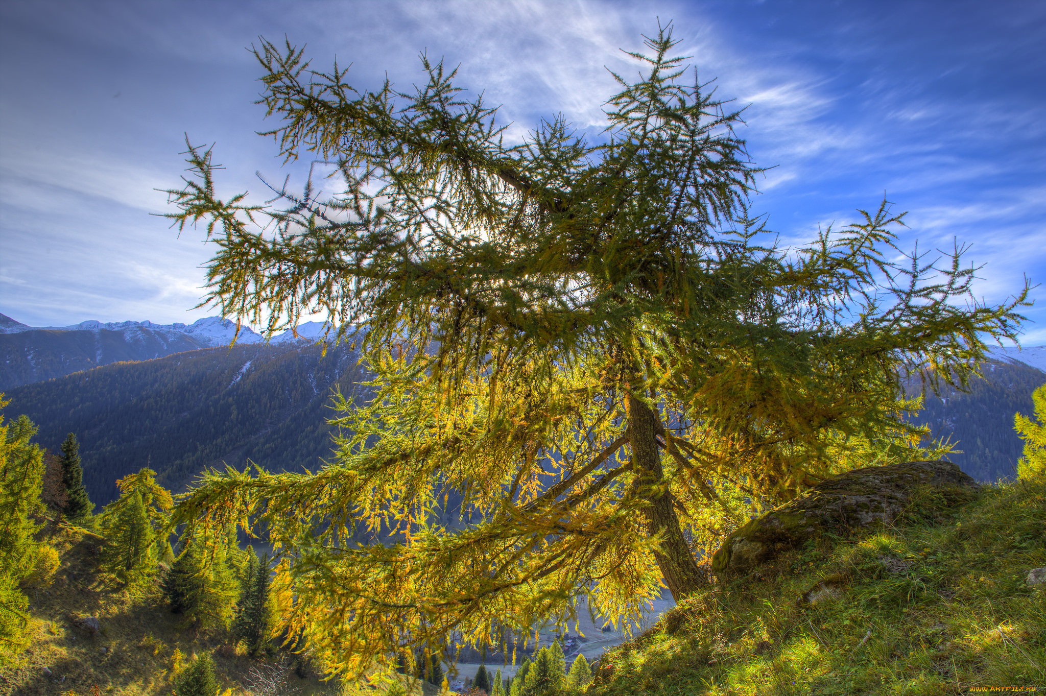 природа, деревья, простор