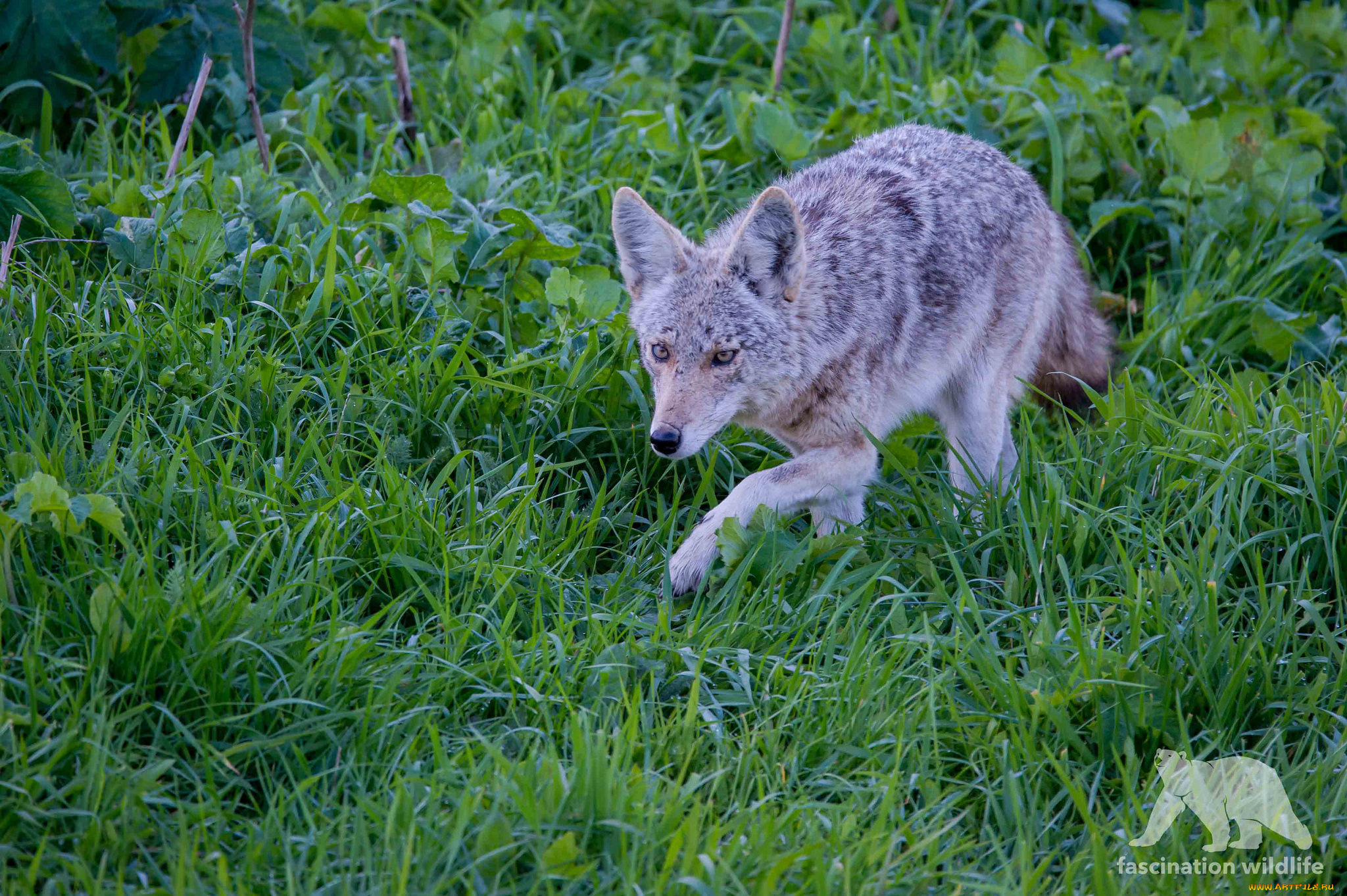 животные, волки, , койоты, , шакалы, крадётся
