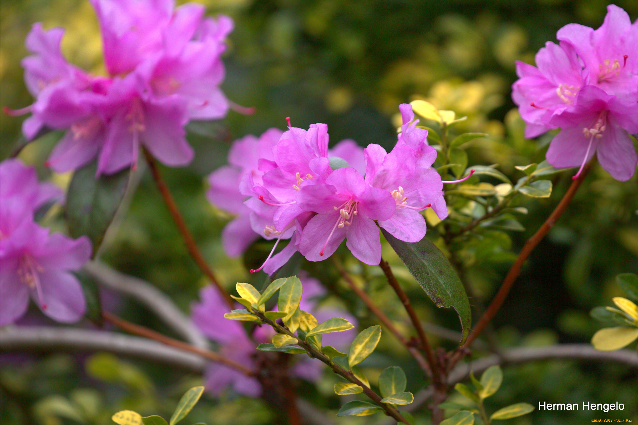 цветы, рододендроны, , азалии