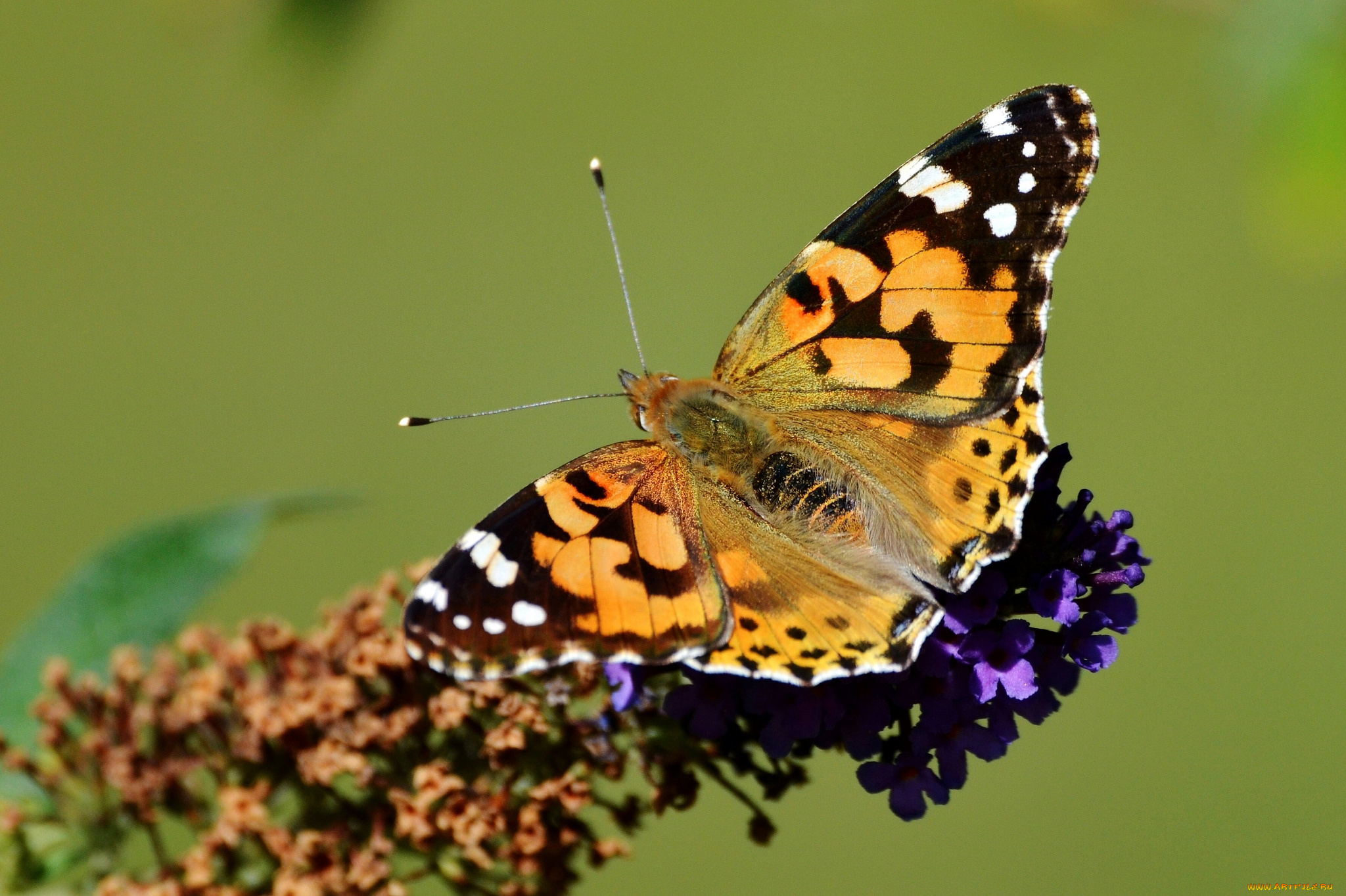 животные, бабочки, , мотыльки, , моли, бабочка