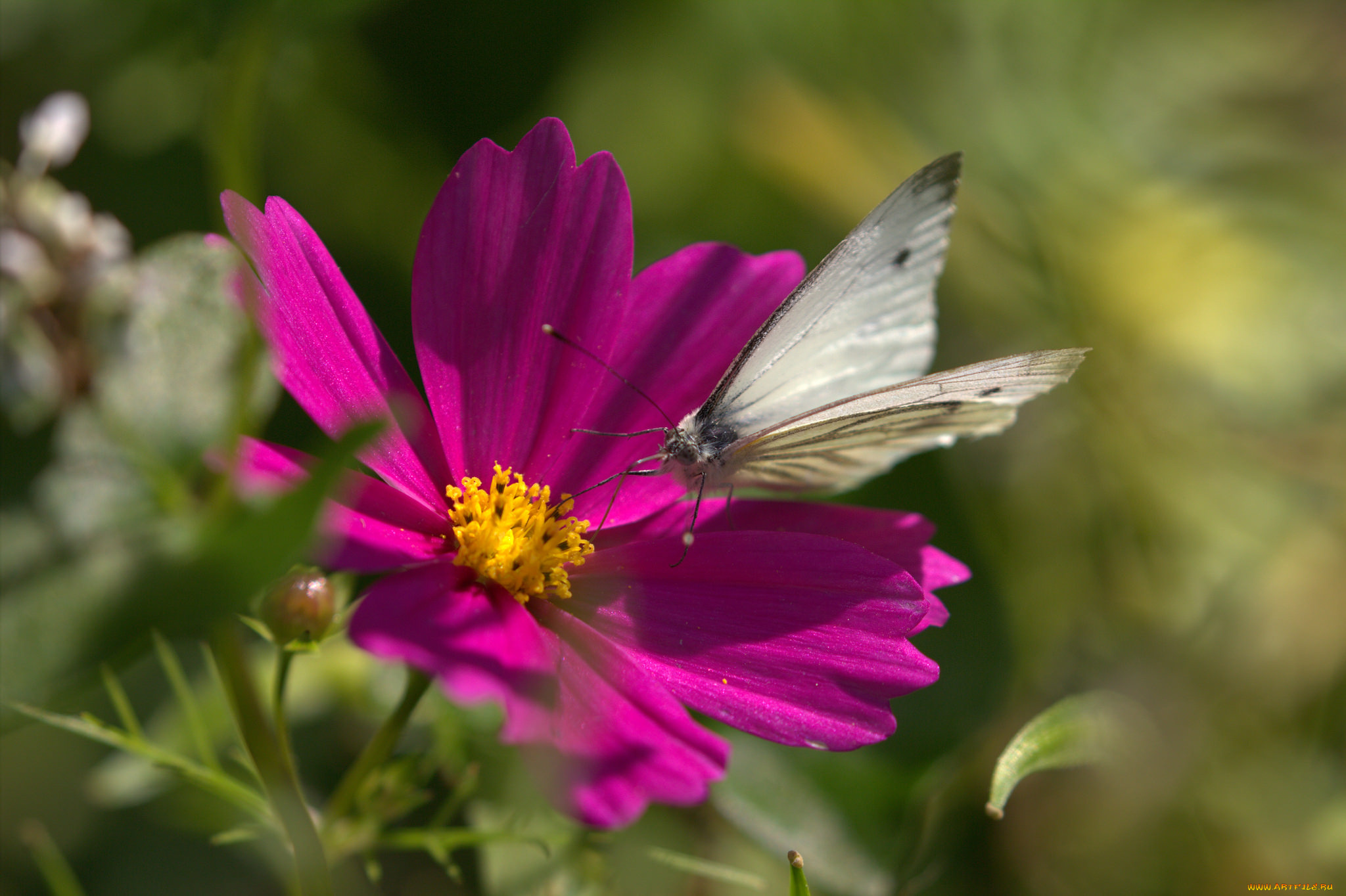 животные, бабочки, , мотыльки, , моли, бабочка