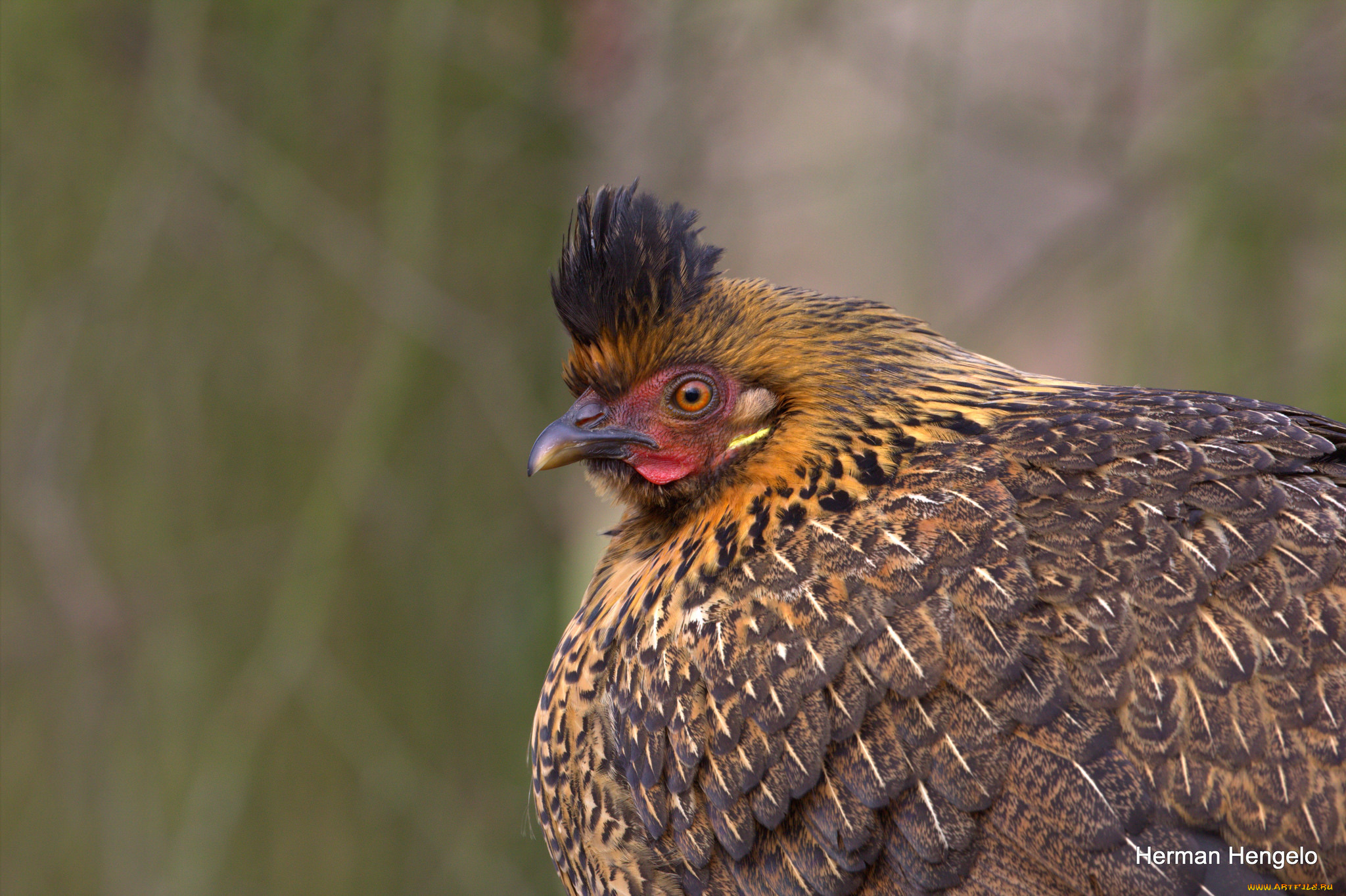 животные, куропатки, , рябчики, , перепела, птица