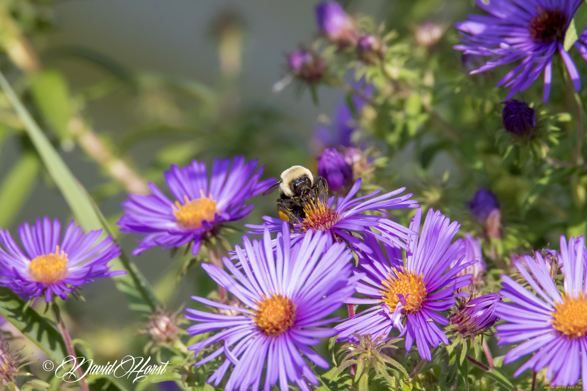 цветы, аизовые, сиреневые