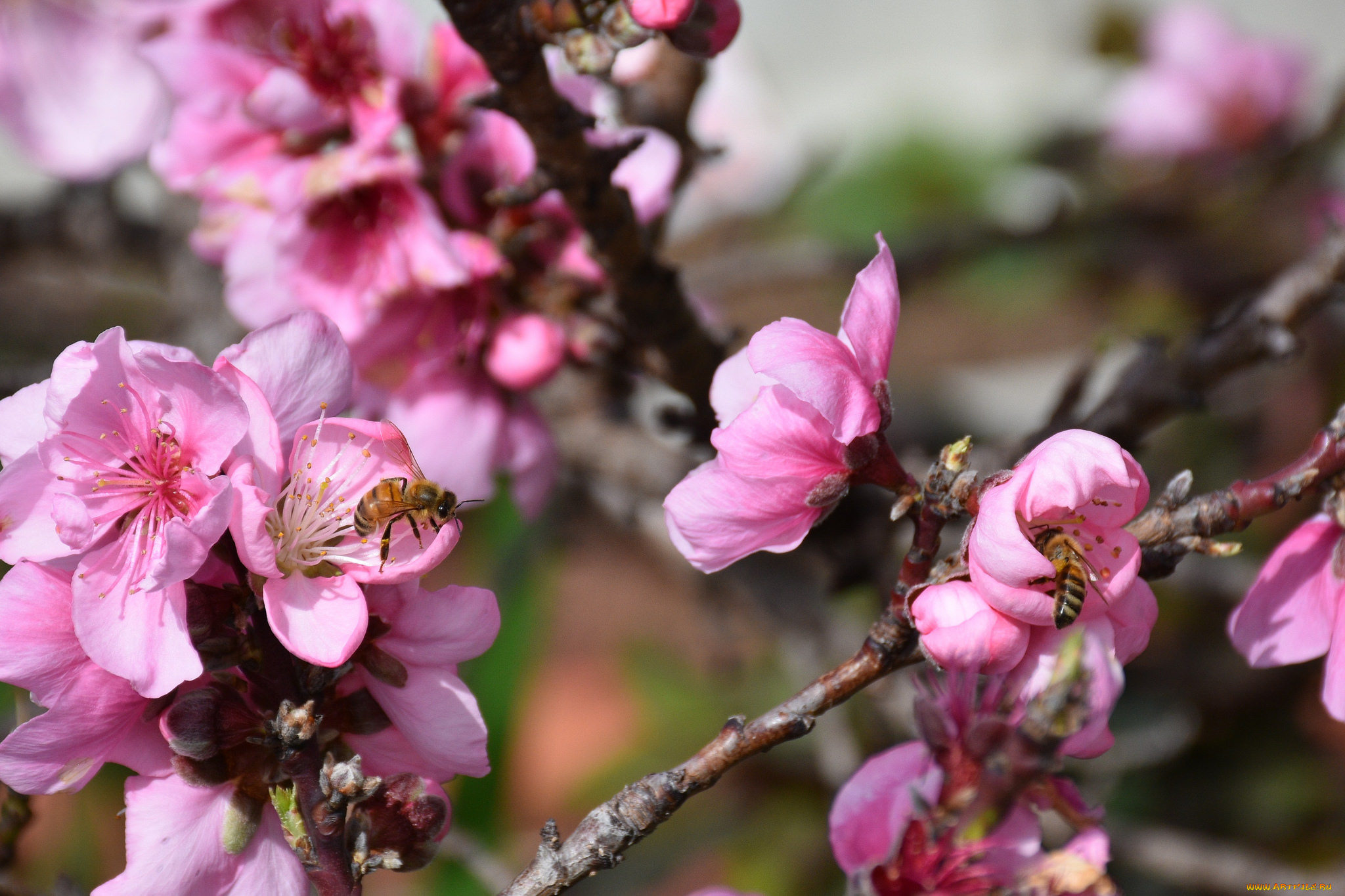 цветы, цветущие, деревья, , , кустарники, весна
