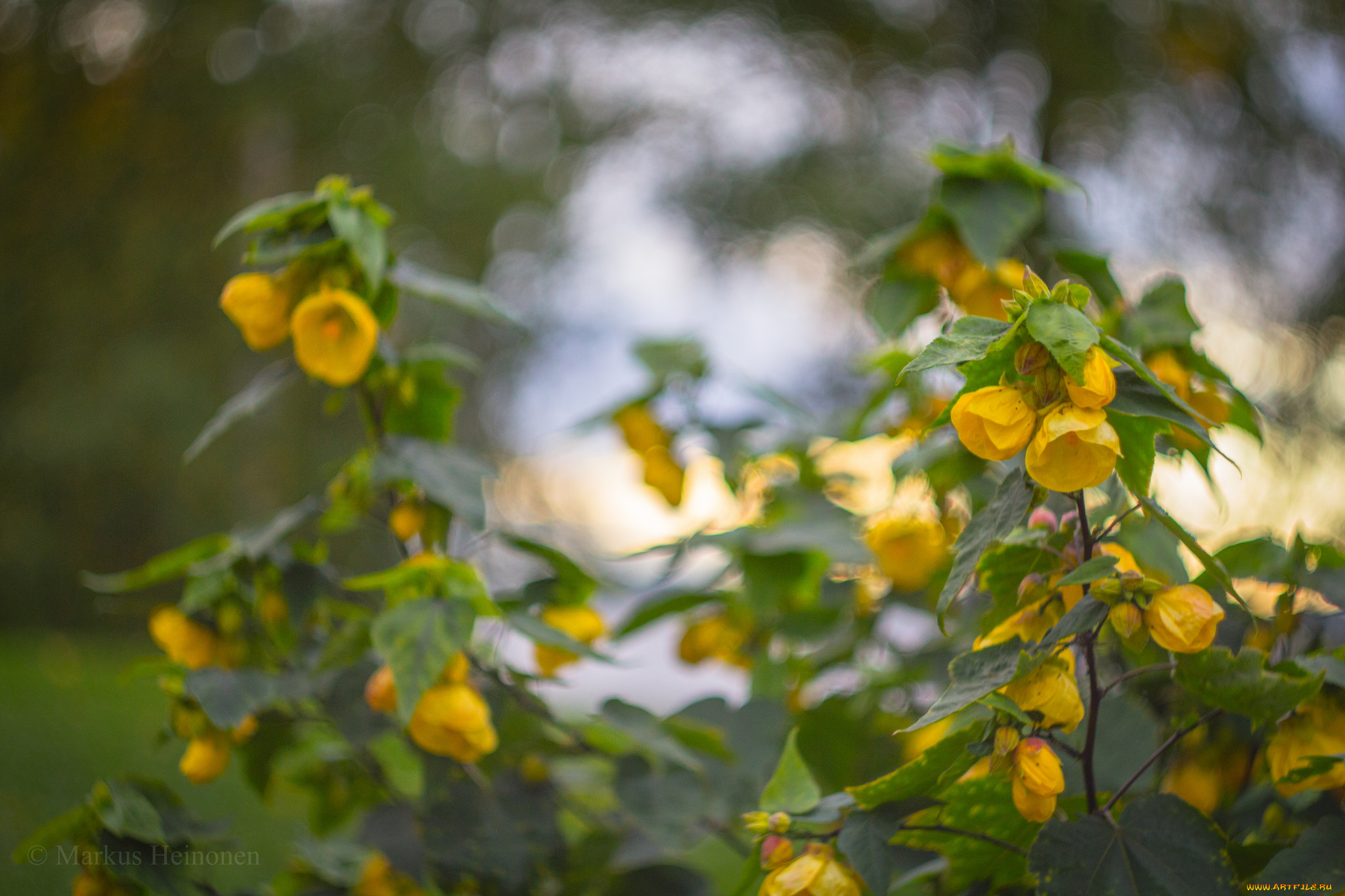 цветы, цветущие, деревья, , , кустарники, жёлтые