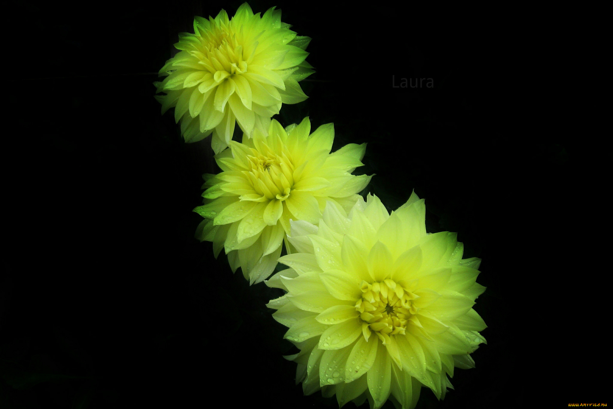 цветы, георгины