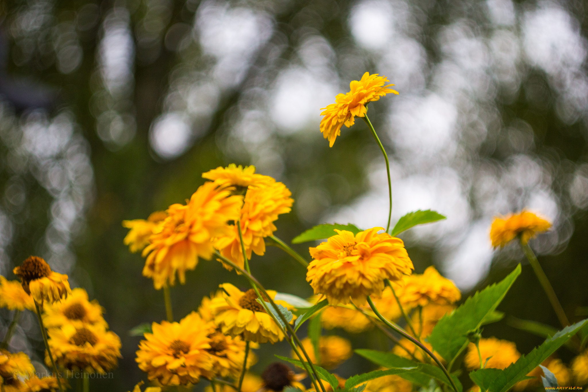 цветы, жёлтые