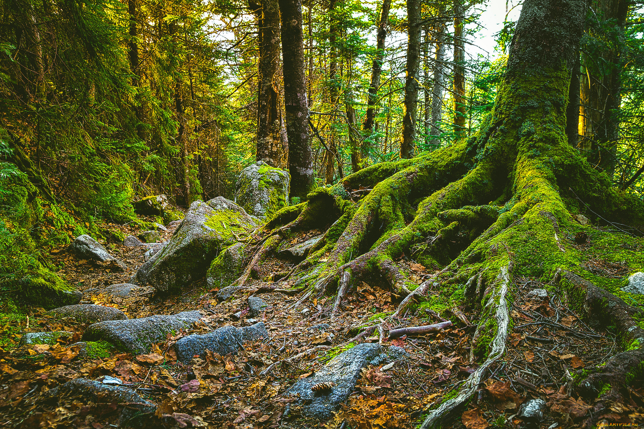 природа, лес, простор