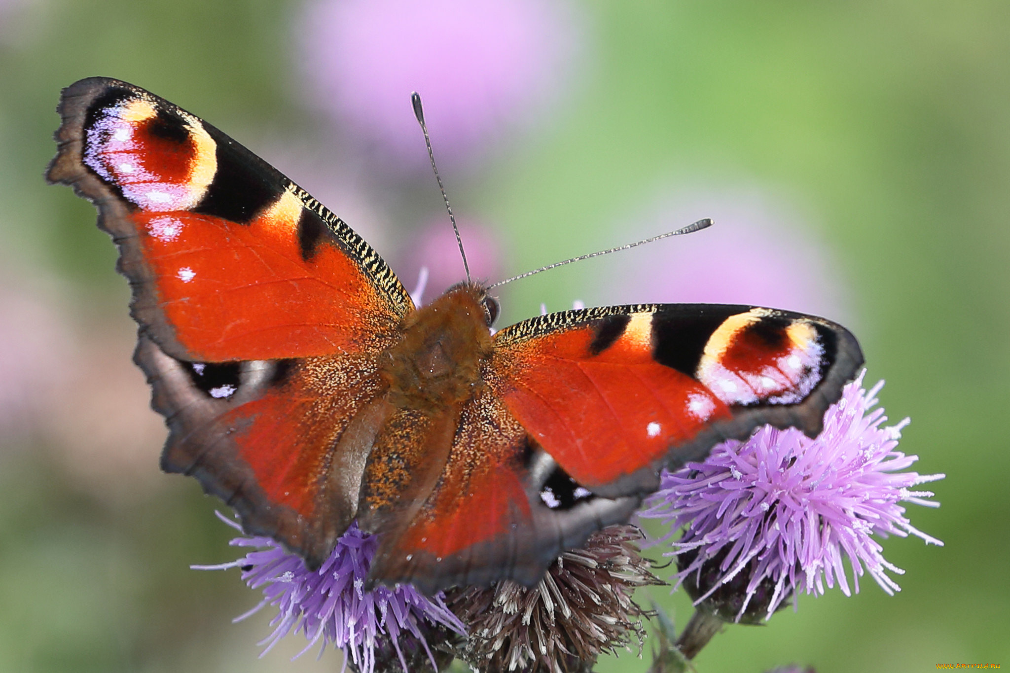 животные, бабочки, , мотыльки, , моли, бабочка