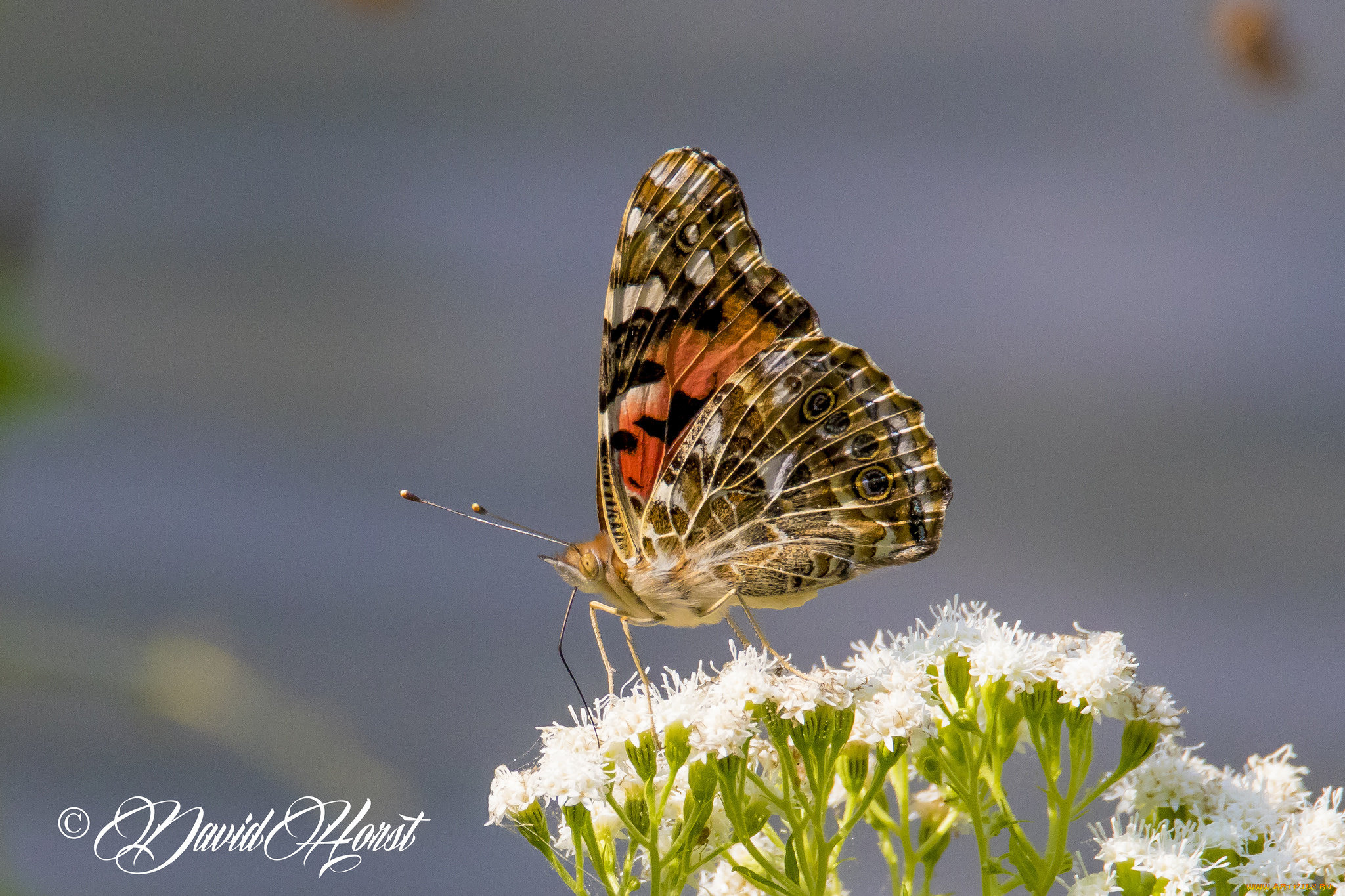 животные, бабочки, , мотыльки, , моли, бабочка