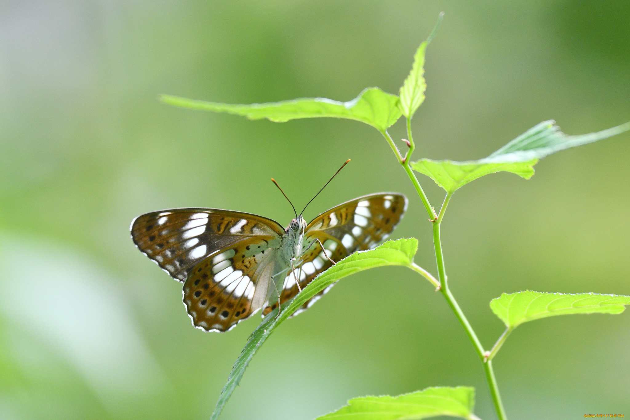животные, бабочки, , мотыльки, , моли, бабочка