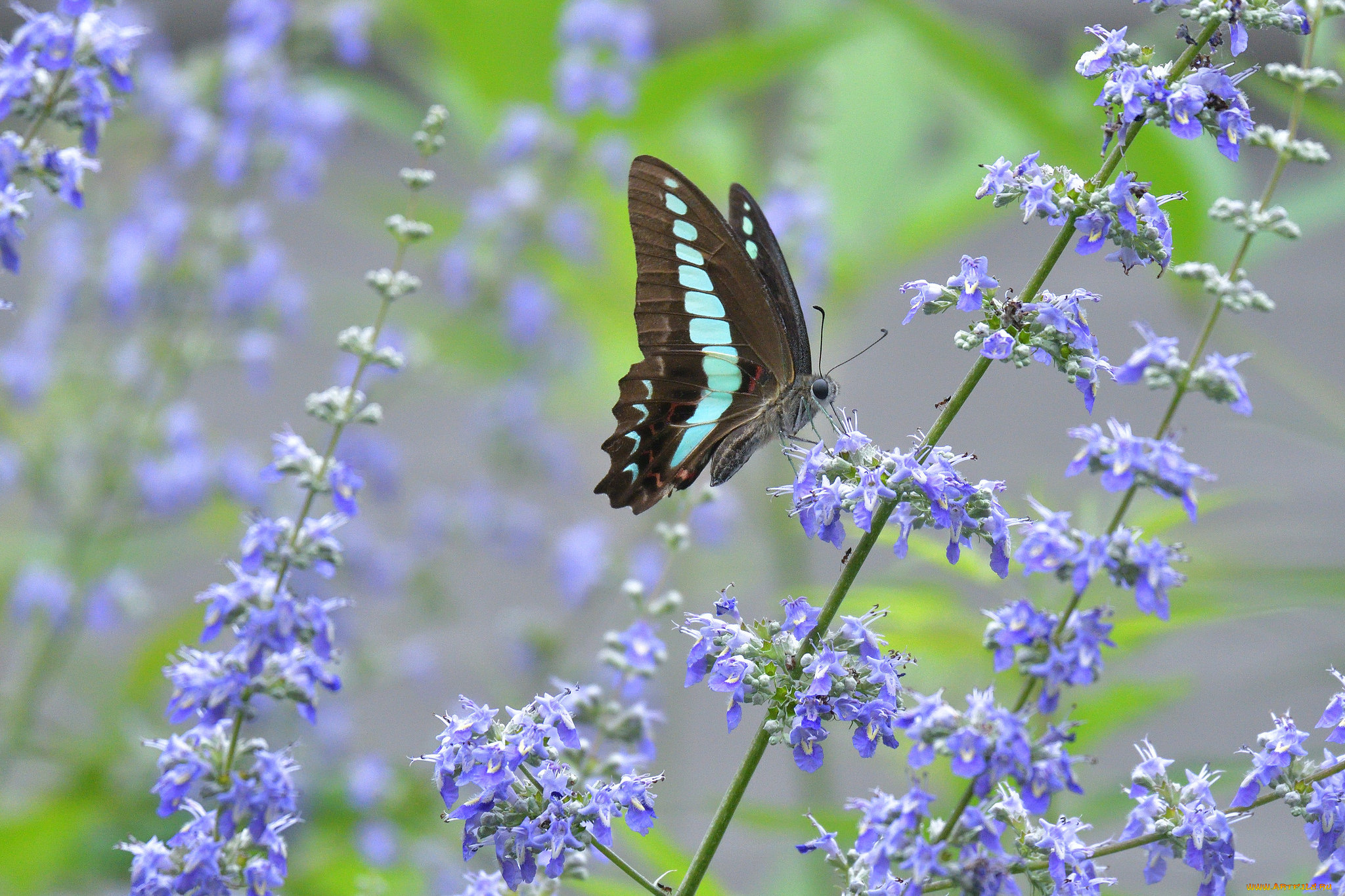 животные, бабочки, , мотыльки, , моли, бабочка