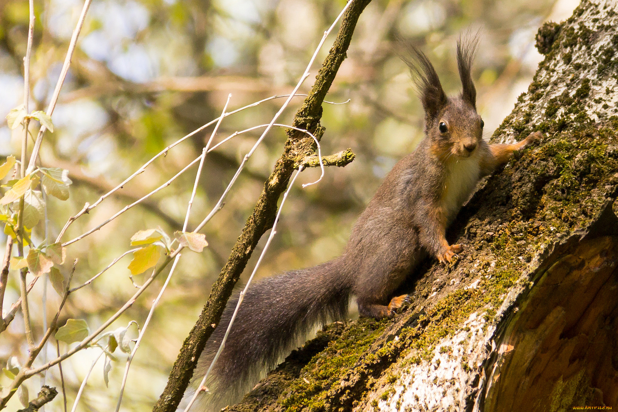 животные, белки, белка
