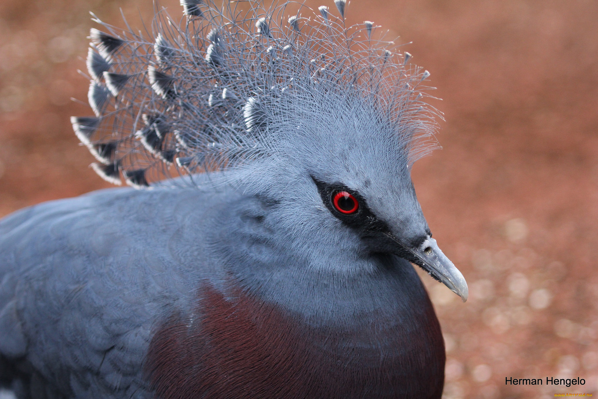 животные, голуби, птица