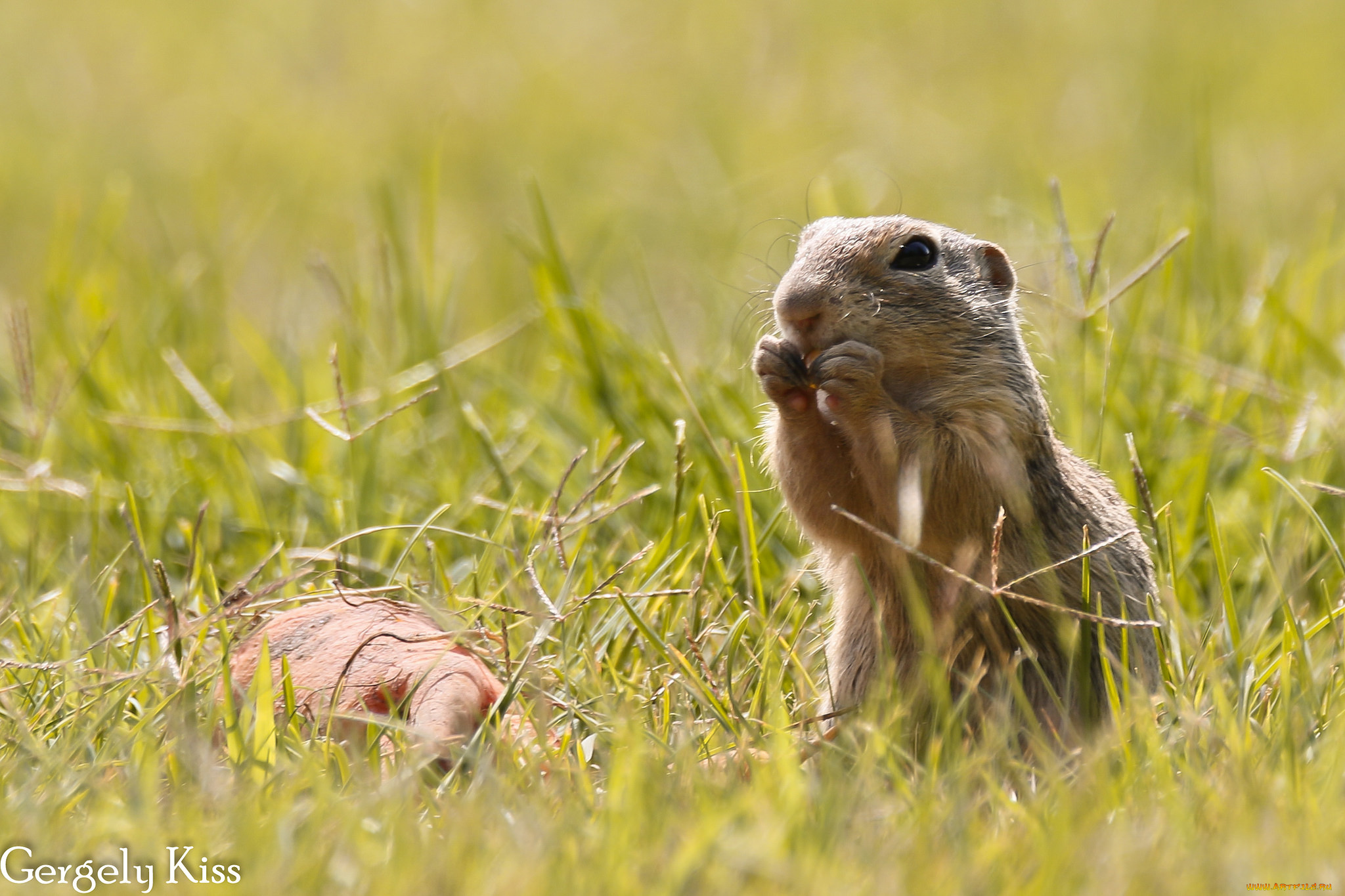 животные, хорьки, , куницы, , горностаи, , ласки, , соболи, зверёк