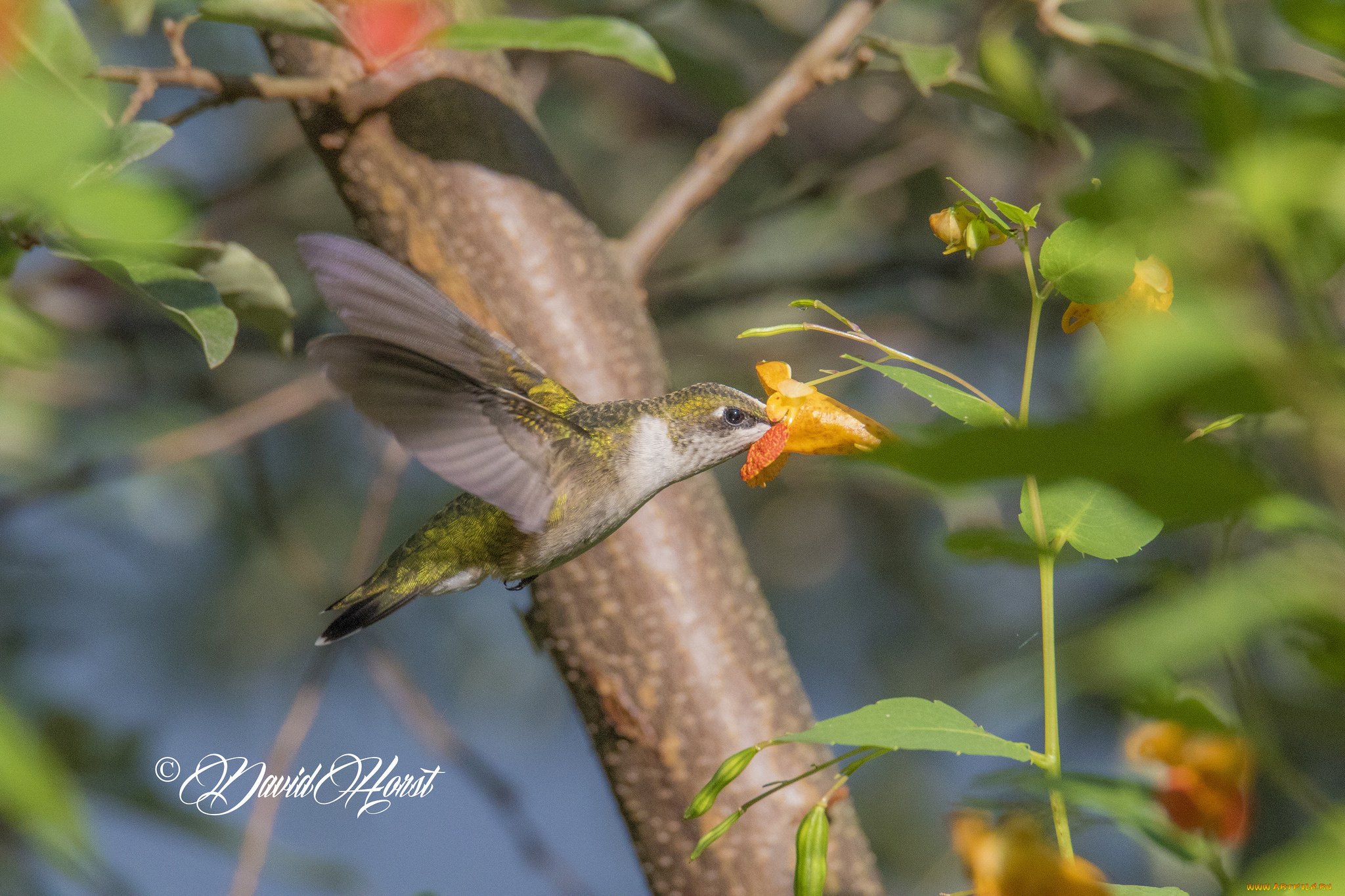 животные, колибри