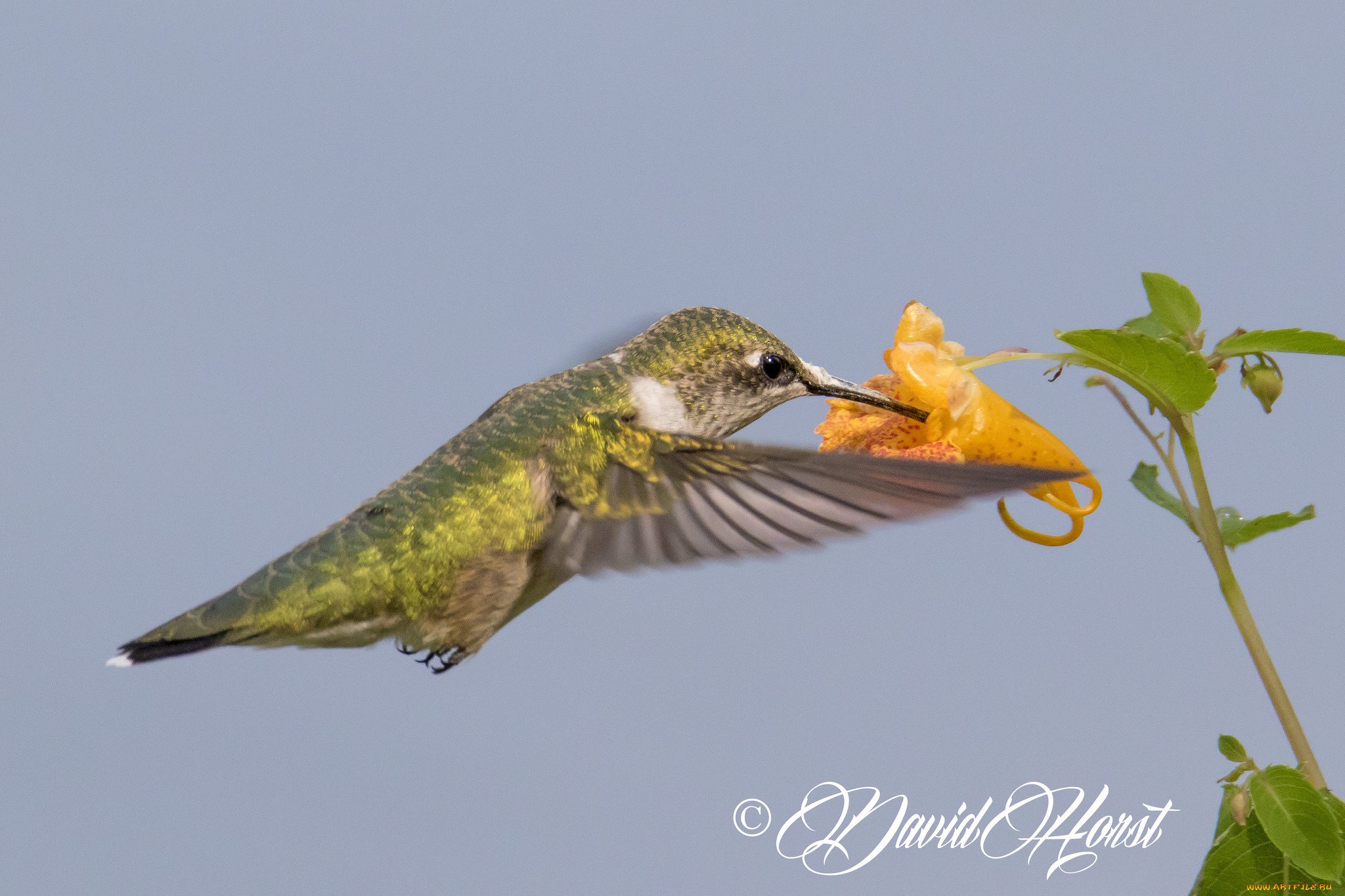 животные, колибри, птичка