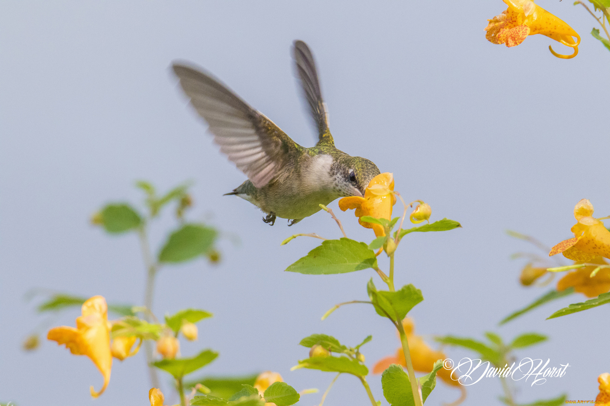 животные, колибри, птичка