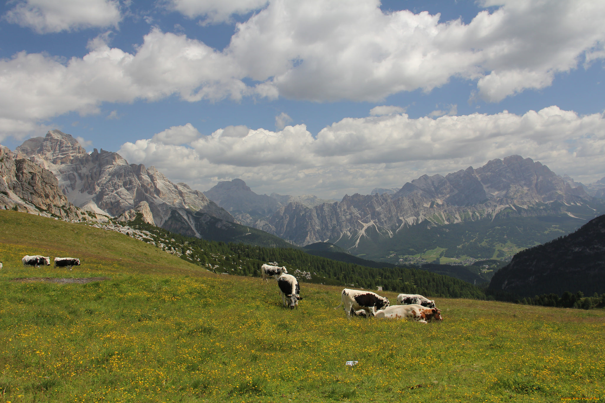 животные, коровы, , буйволы