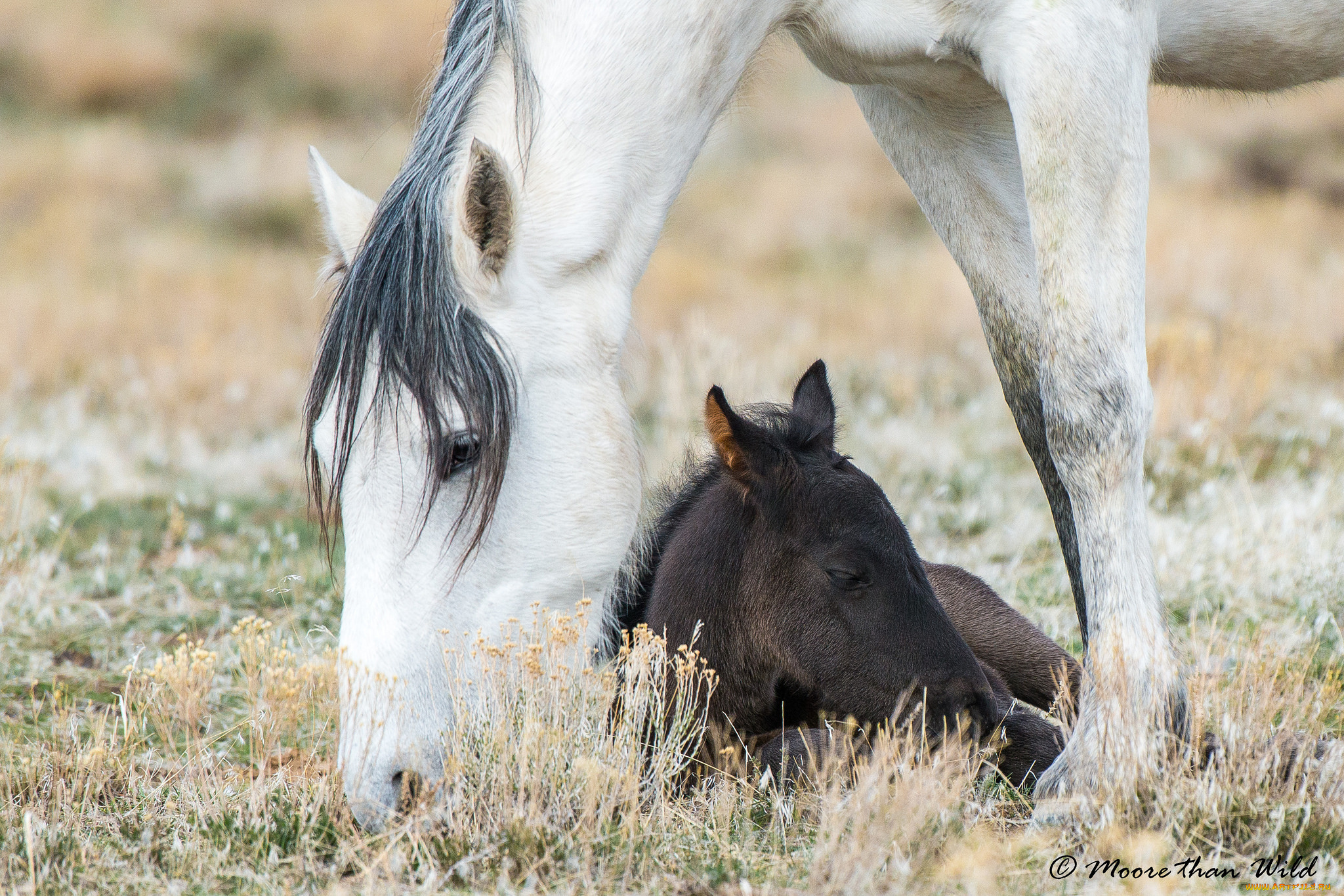 животные, лошади, лошадь