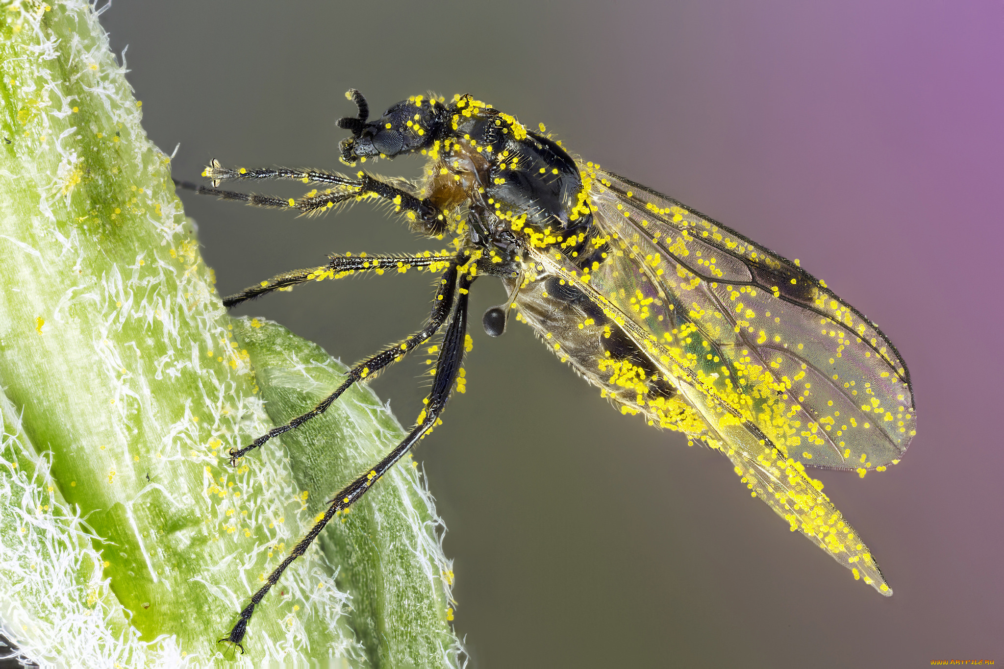 животные, насекомые, мошка