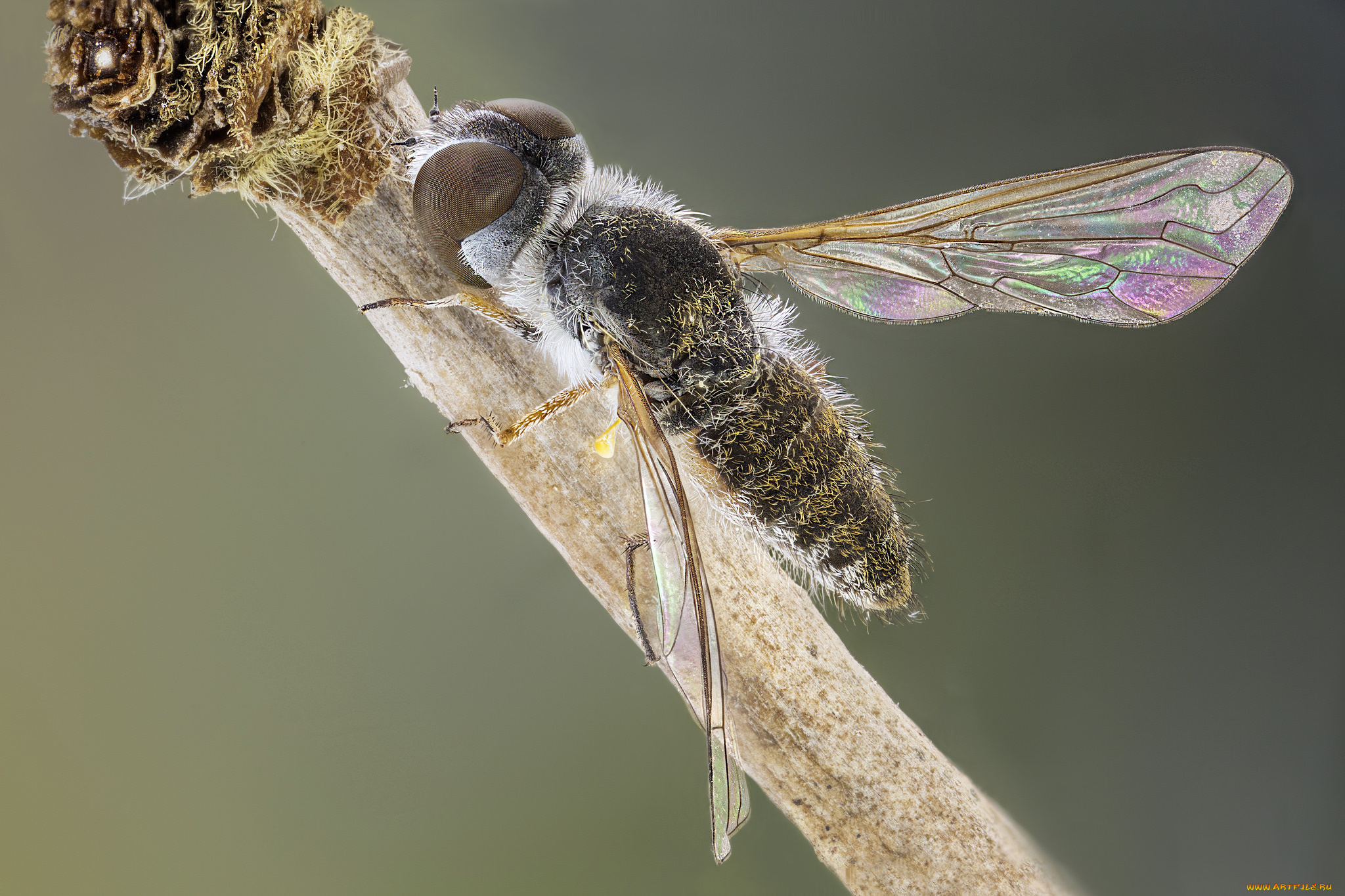 животные, насекомые, муха