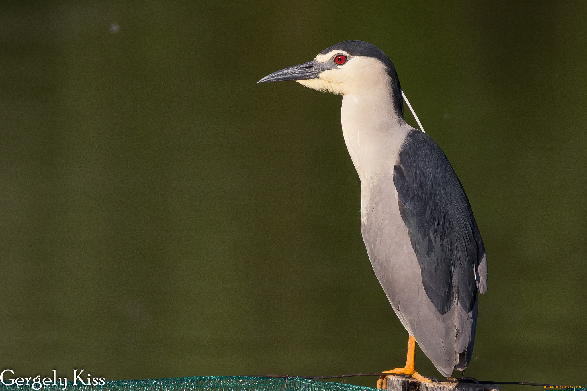 животные, птицы, птица