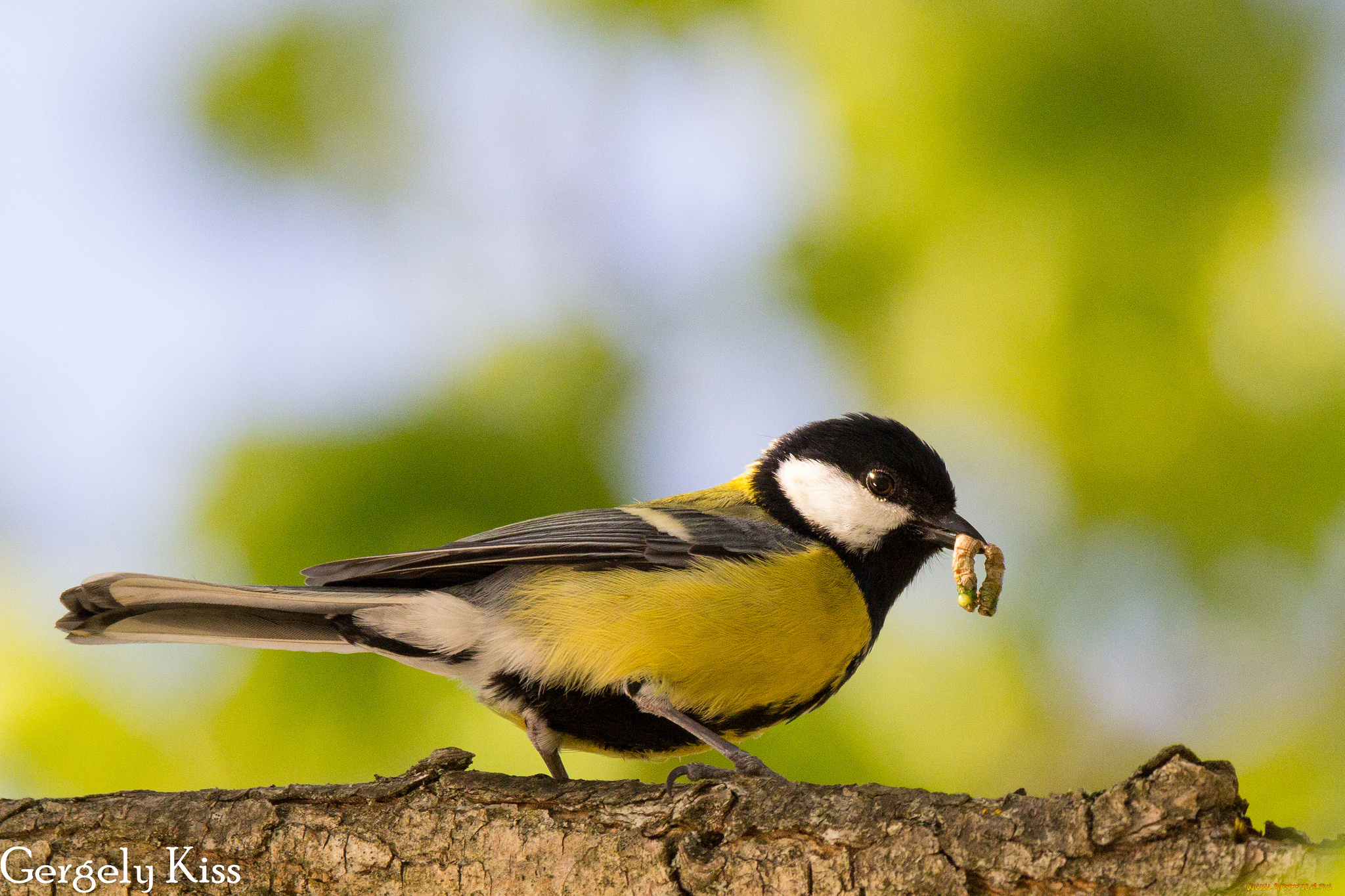 животные, синицы, , лазоревки, синица