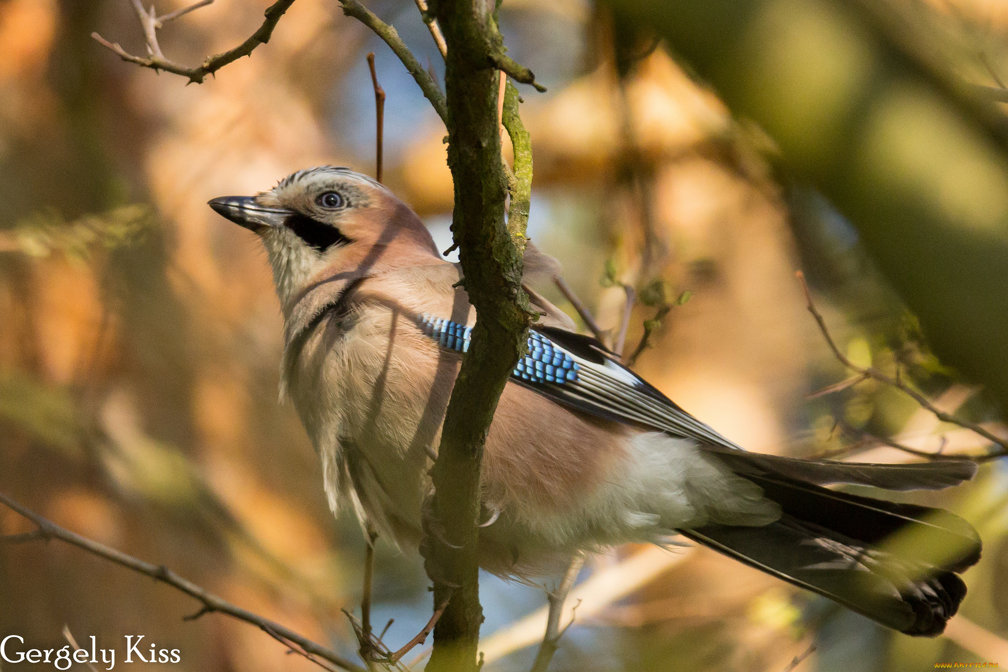 животные, сойки, сойка