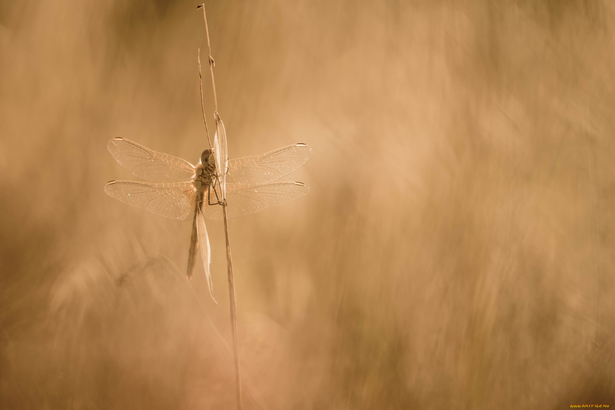 животные, стрекозы, макро