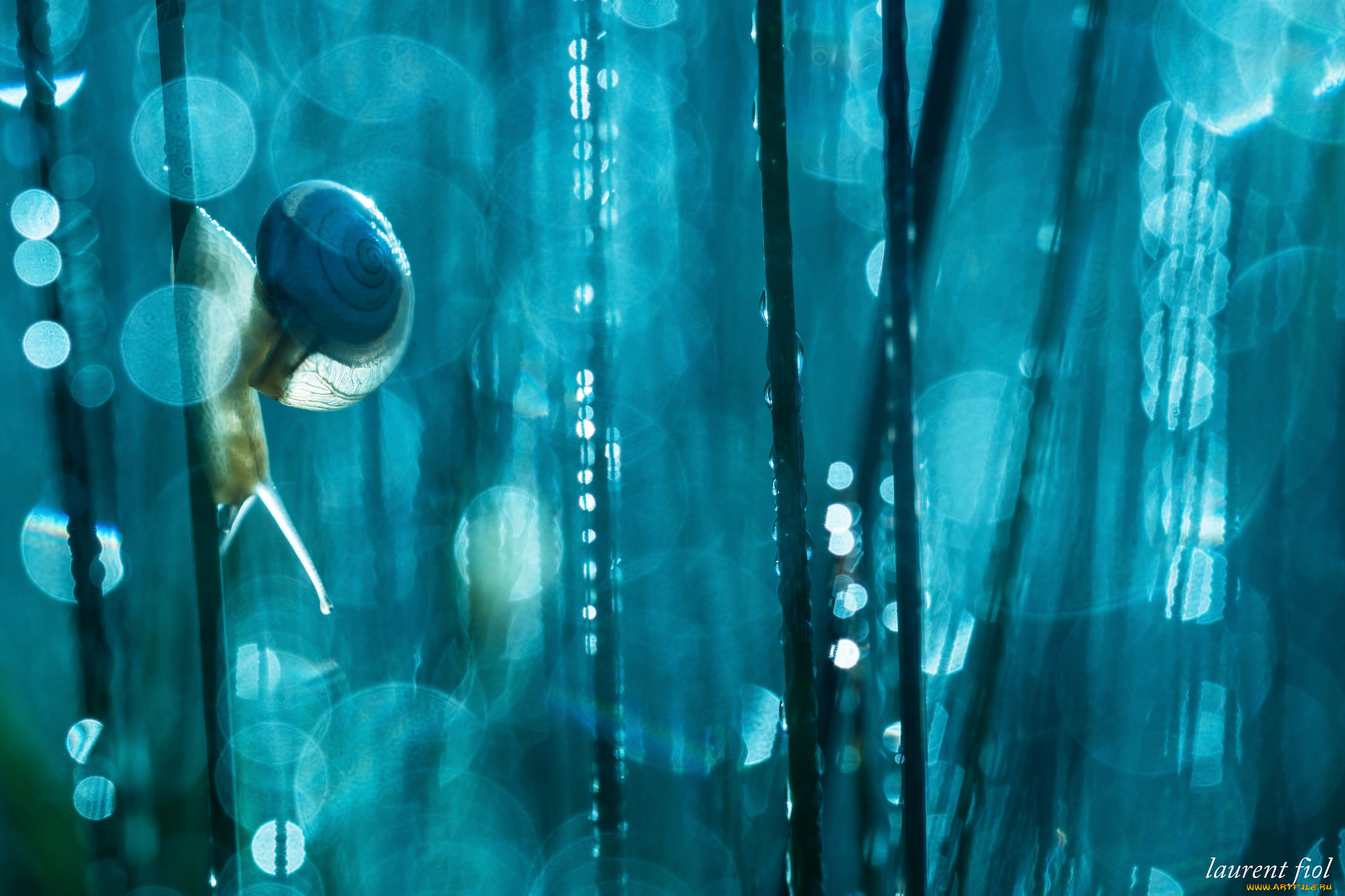 животные, улитки, макро