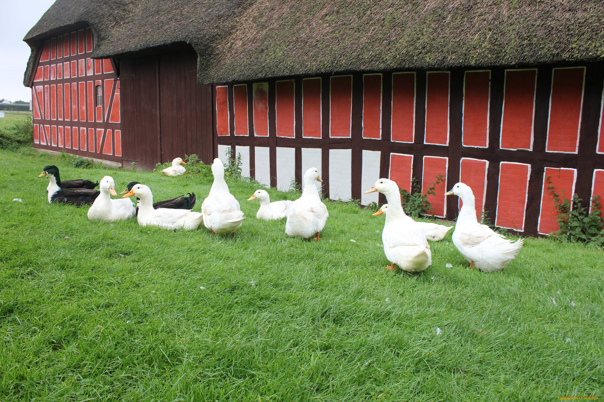 животные, утки